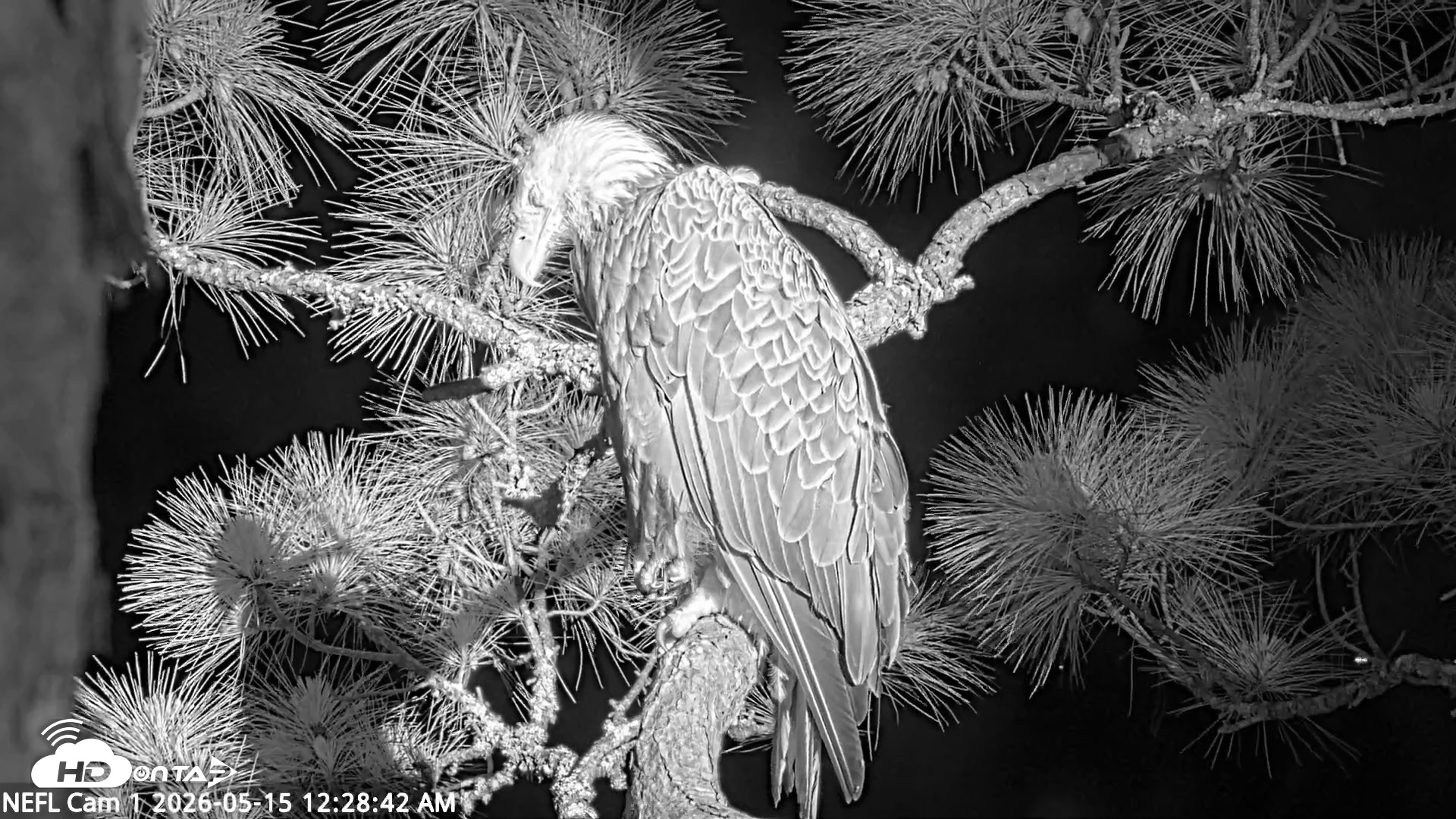 Snapshot of NE Florida Eagles Live Webcam taken May 15, 2026, 12:29am EDT
