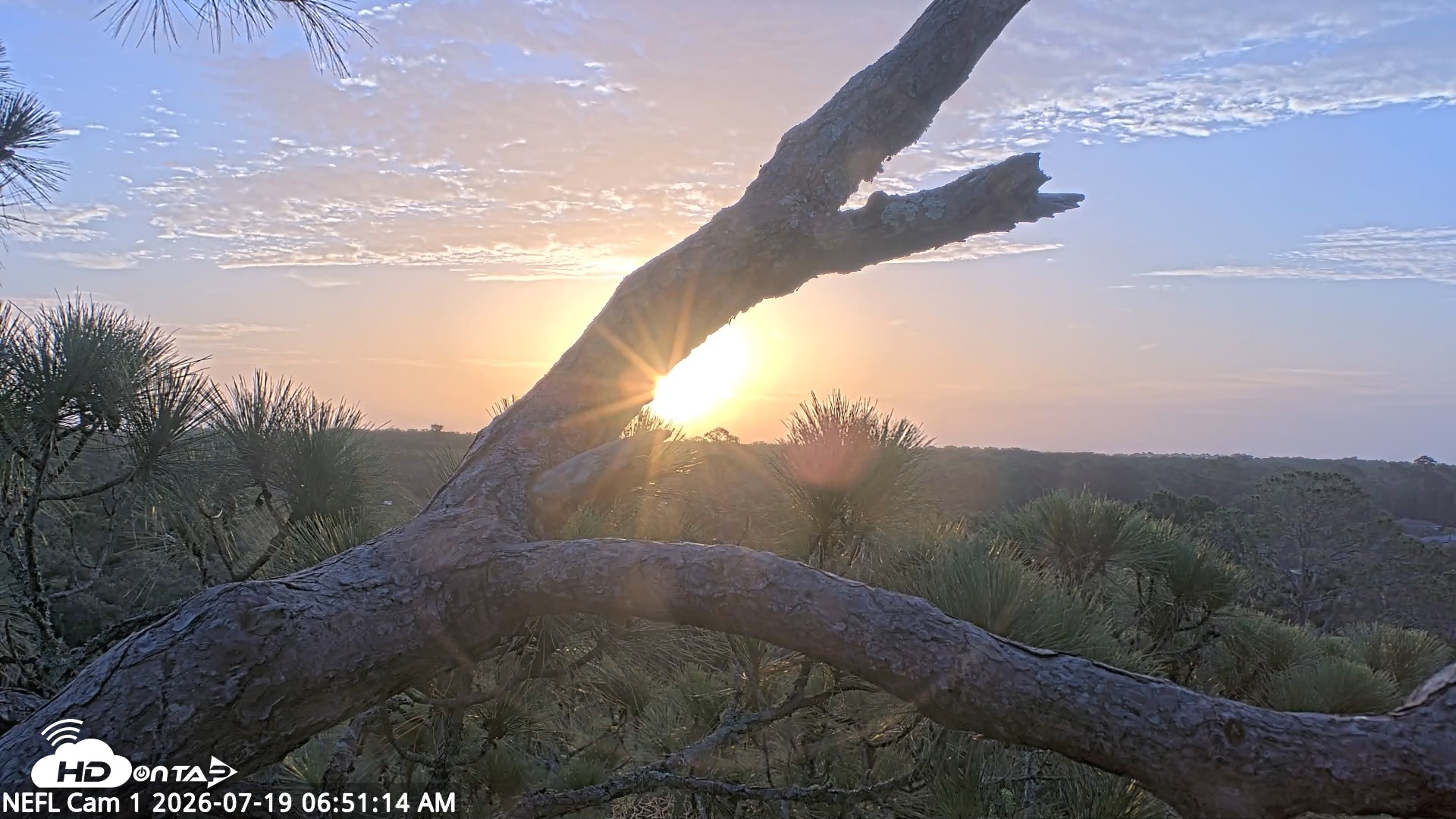 Snapshot of NE Florida Eagles Live Webcam taken Jul 19, 2026, 6:52am EDT