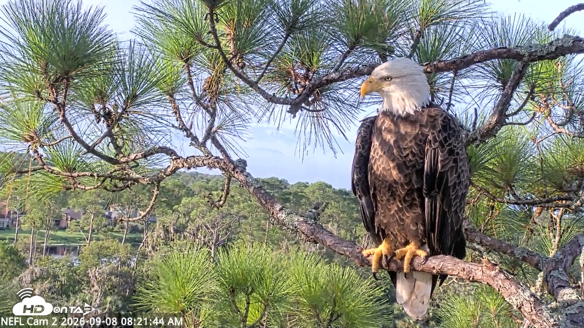 Snapshot of NE Florida Eagles Live Webcam taken Sep 8, 2026, 8:22am EDT