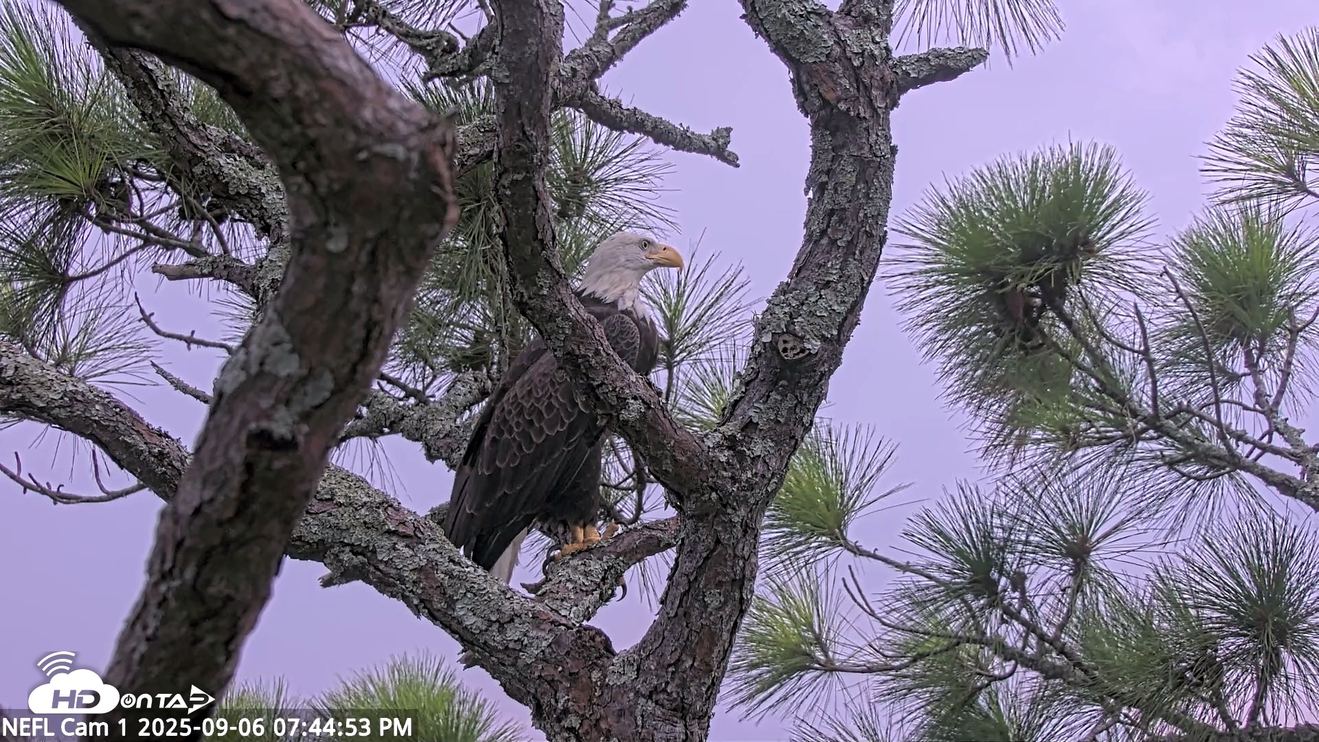 Snapshot of NE Florida Eagles Live Webcam taken Sep 6, 2025, 7:45pm EDT