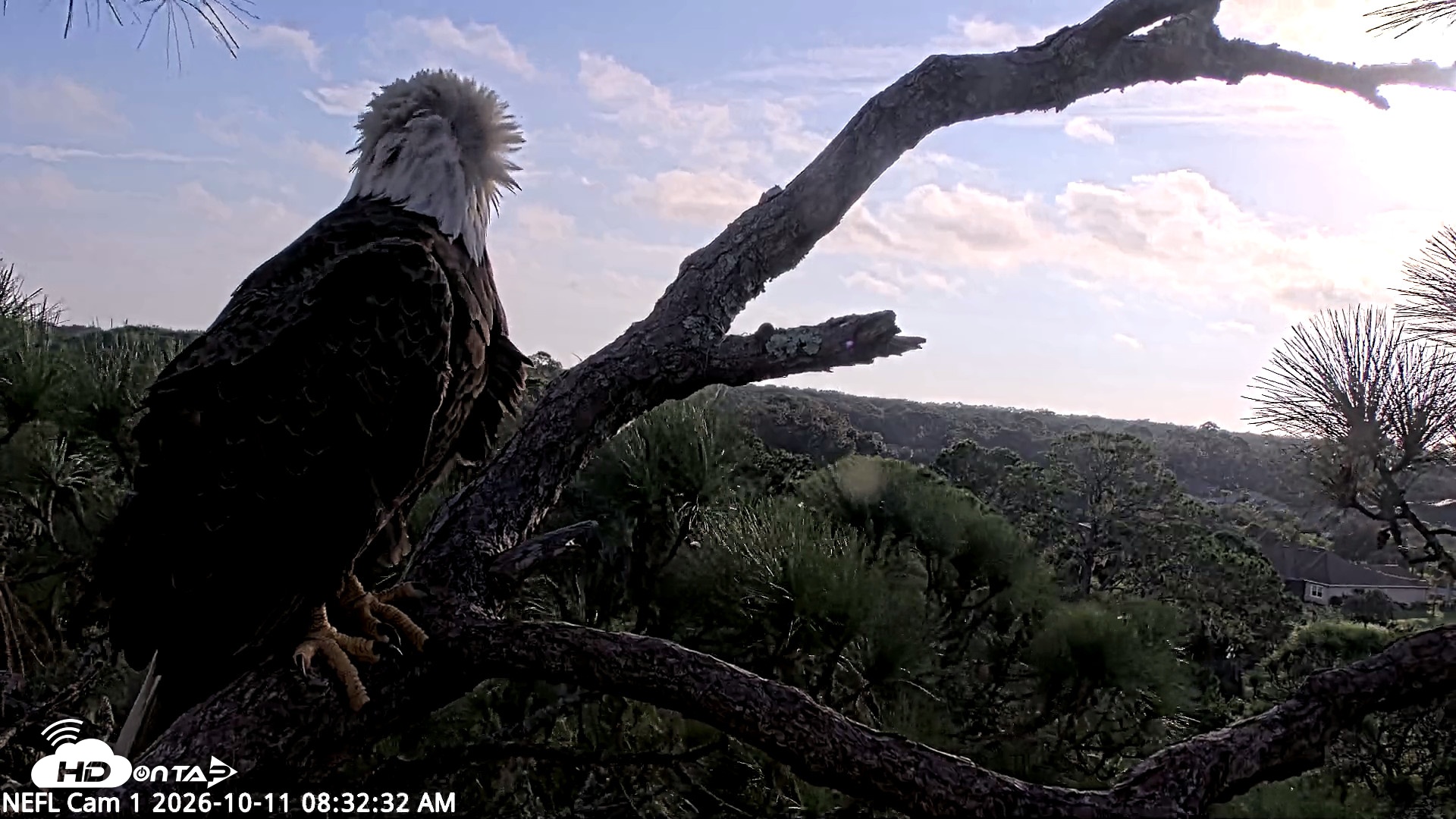 Snapshot of NE Florida Eagles Live Webcam taken Oct 11, 2026, 8:33am EDT