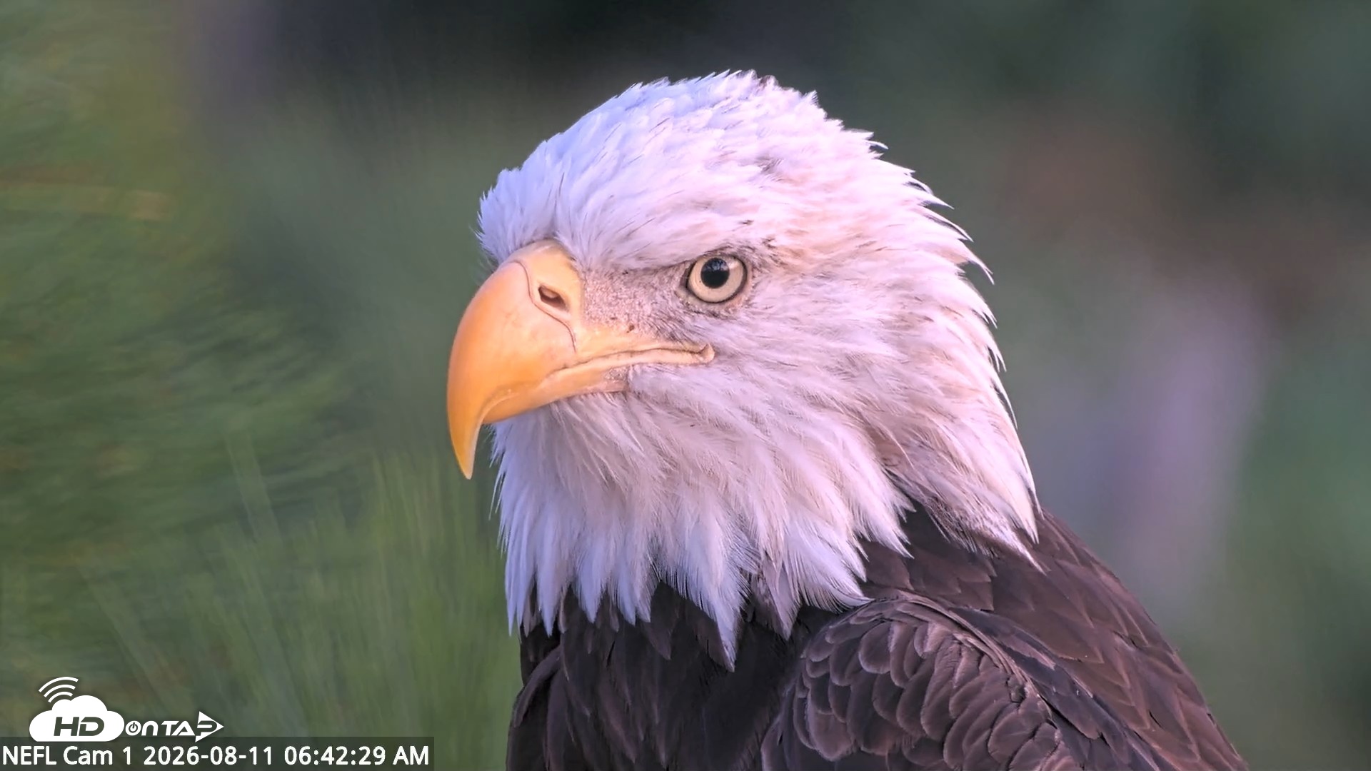 Snapshot of NE Florida Eagles Live Webcam taken Aug 11, 2026, 6:43am EDT