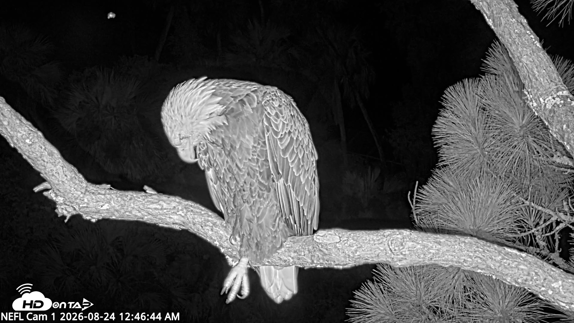 Snapshot of NE Florida Eagles Live Webcam taken Aug 24, 2026, 12:47am EDT