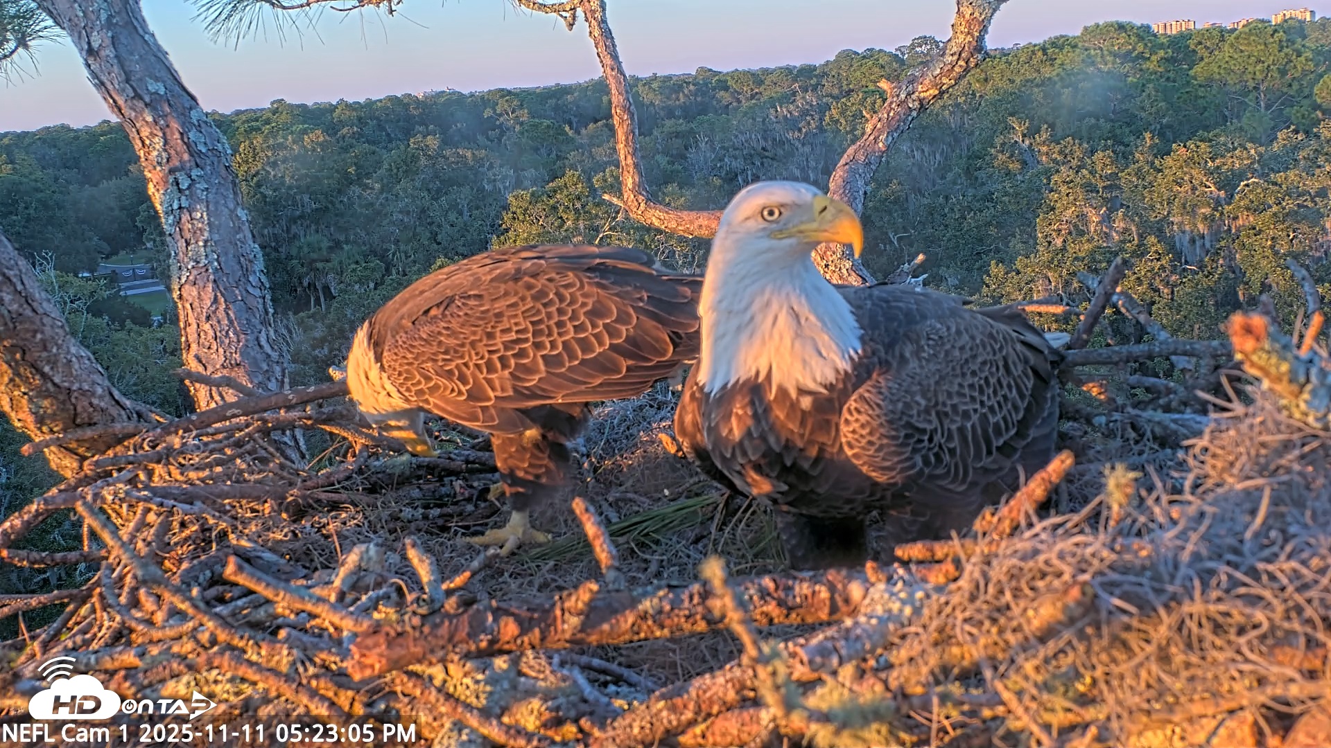 Snapshot of NE Florida Eagles Live Webcam taken Nov 11, 2025, 5:23pm EST