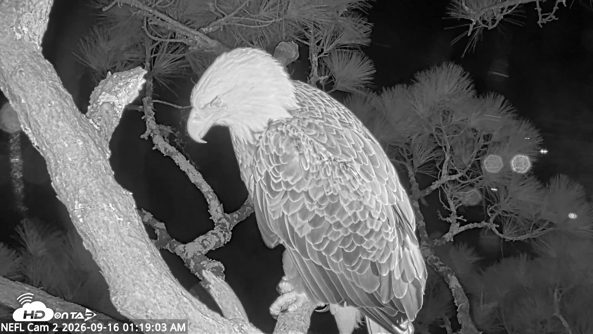 Snapshot of NE Florida Eagles Live Webcam taken Sep 16, 2026, 1:20am EDT
