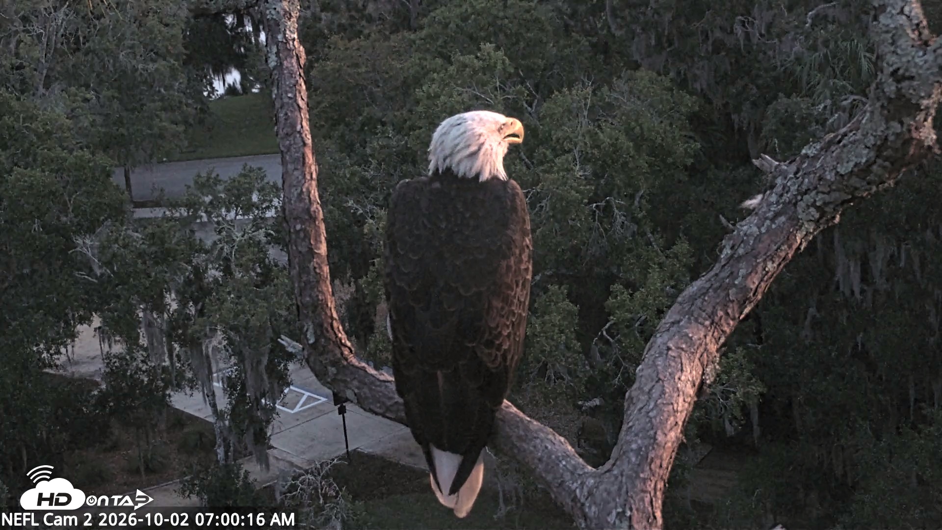 Snapshot of NE Florida Eagles Live Webcam taken Oct 2, 2026, 7:01am EDT