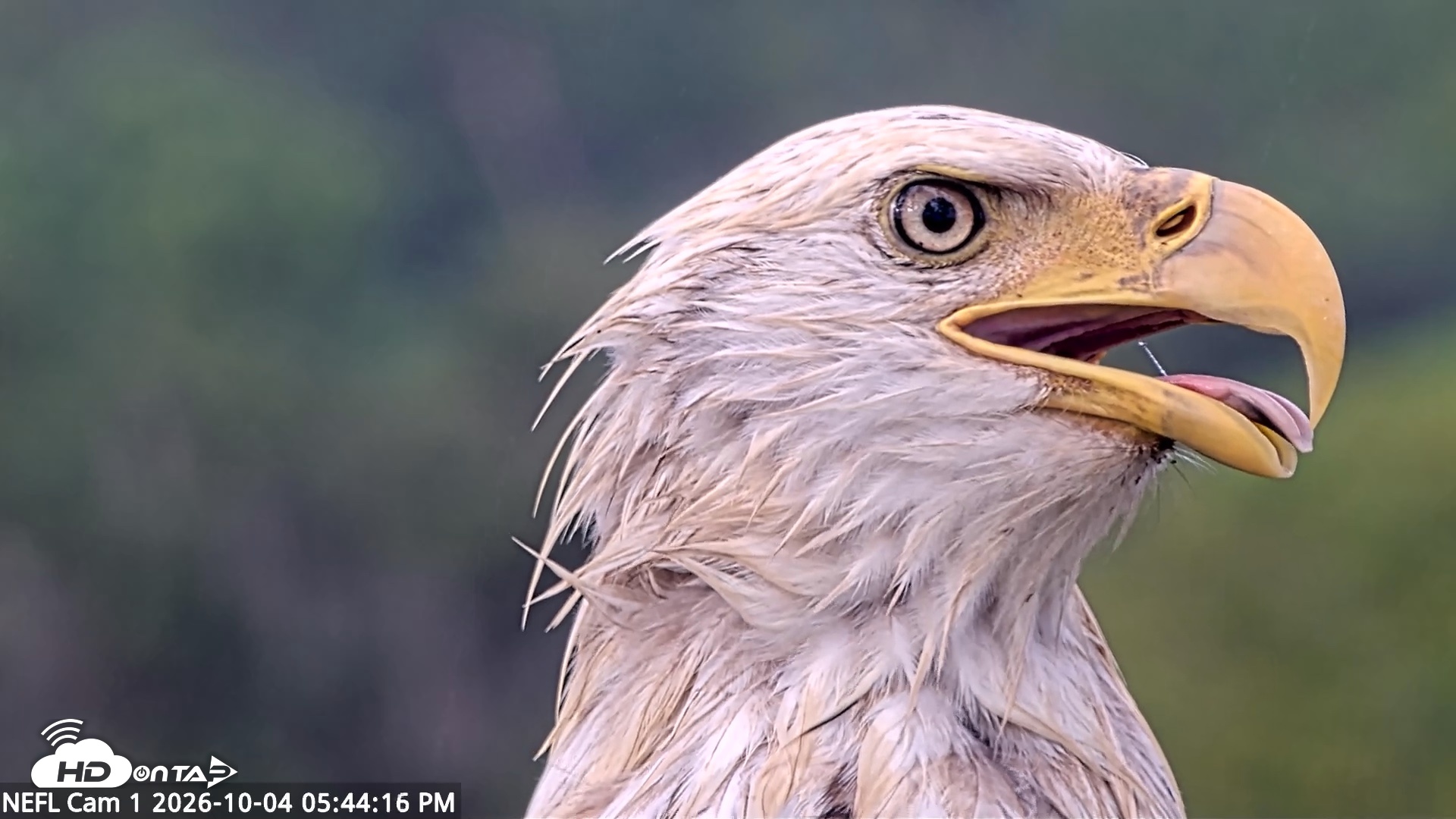 Snapshot of NE Florida Eagles Live Webcam taken Oct 4, 2026, 5:45pm EDT