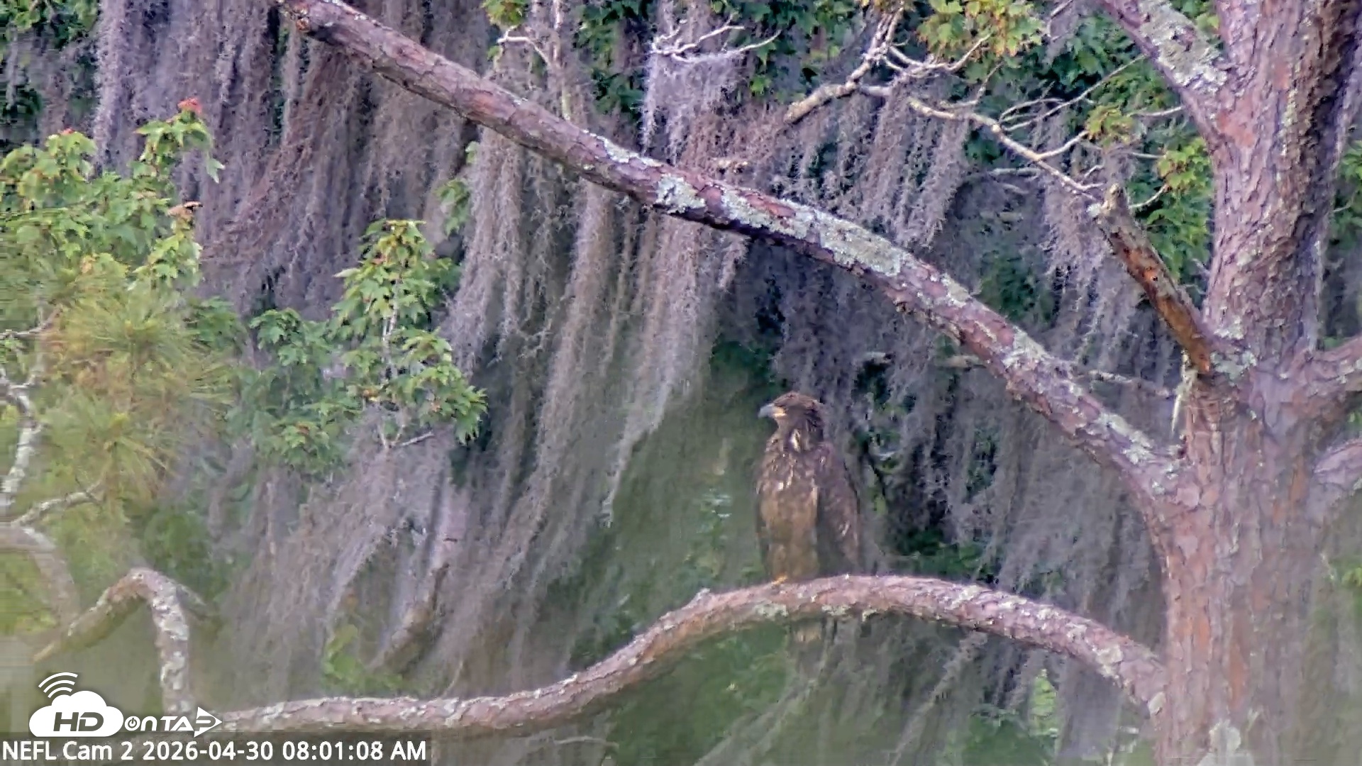 Snapshot of NE Florida Eagles Live Webcam taken Apr 30, 2026, 8:02am EDT
