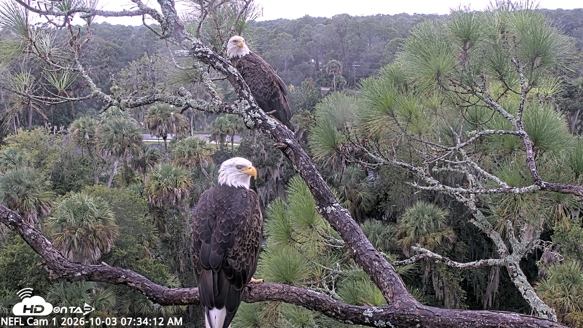Snapshot of NE Florida Eagles Live Webcam taken Oct 3, 2026, 7:35am EDT