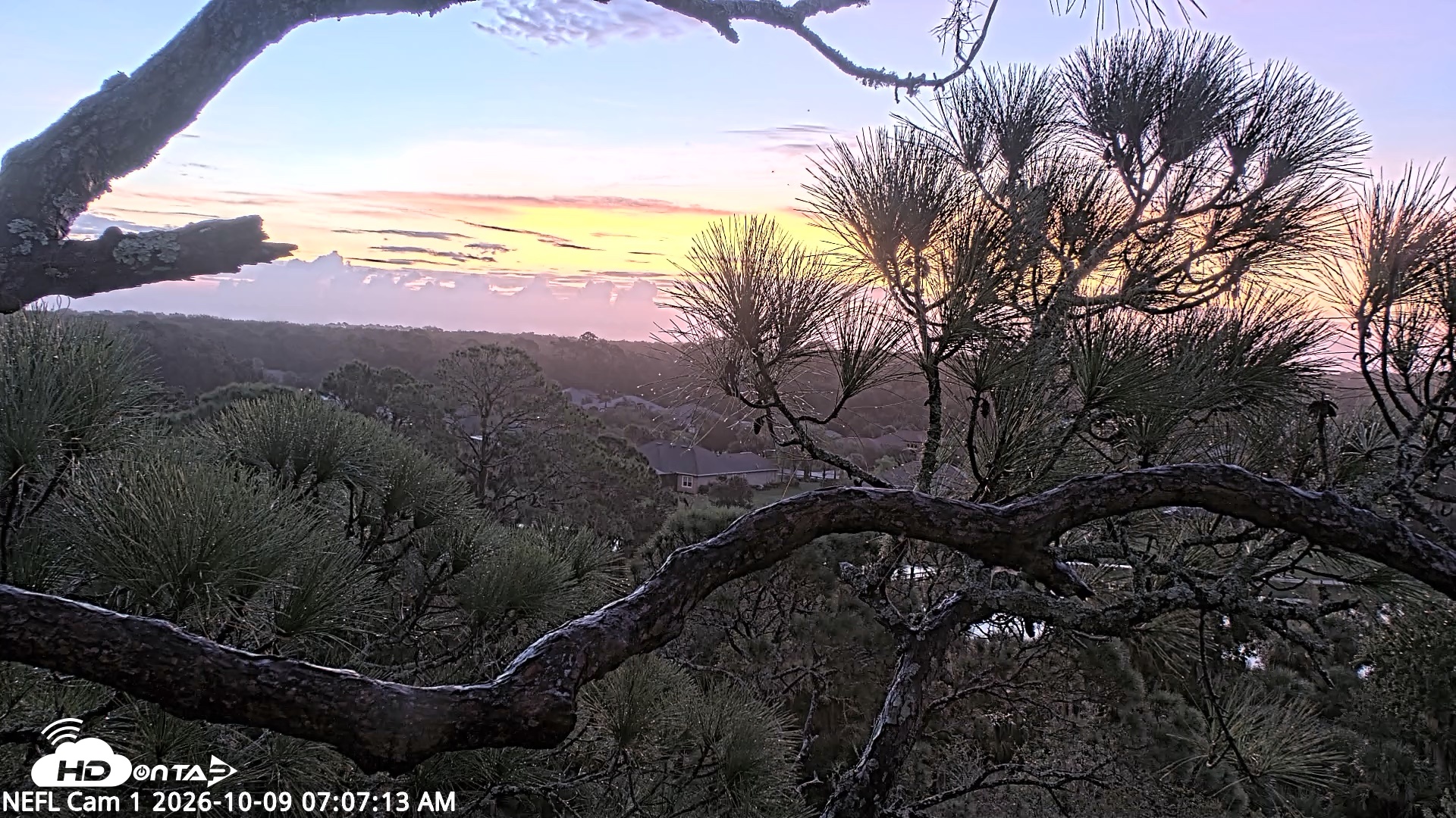 Snapshot of NE Florida Eagles Live Webcam taken Oct 9, 2026, 7:08am EDT