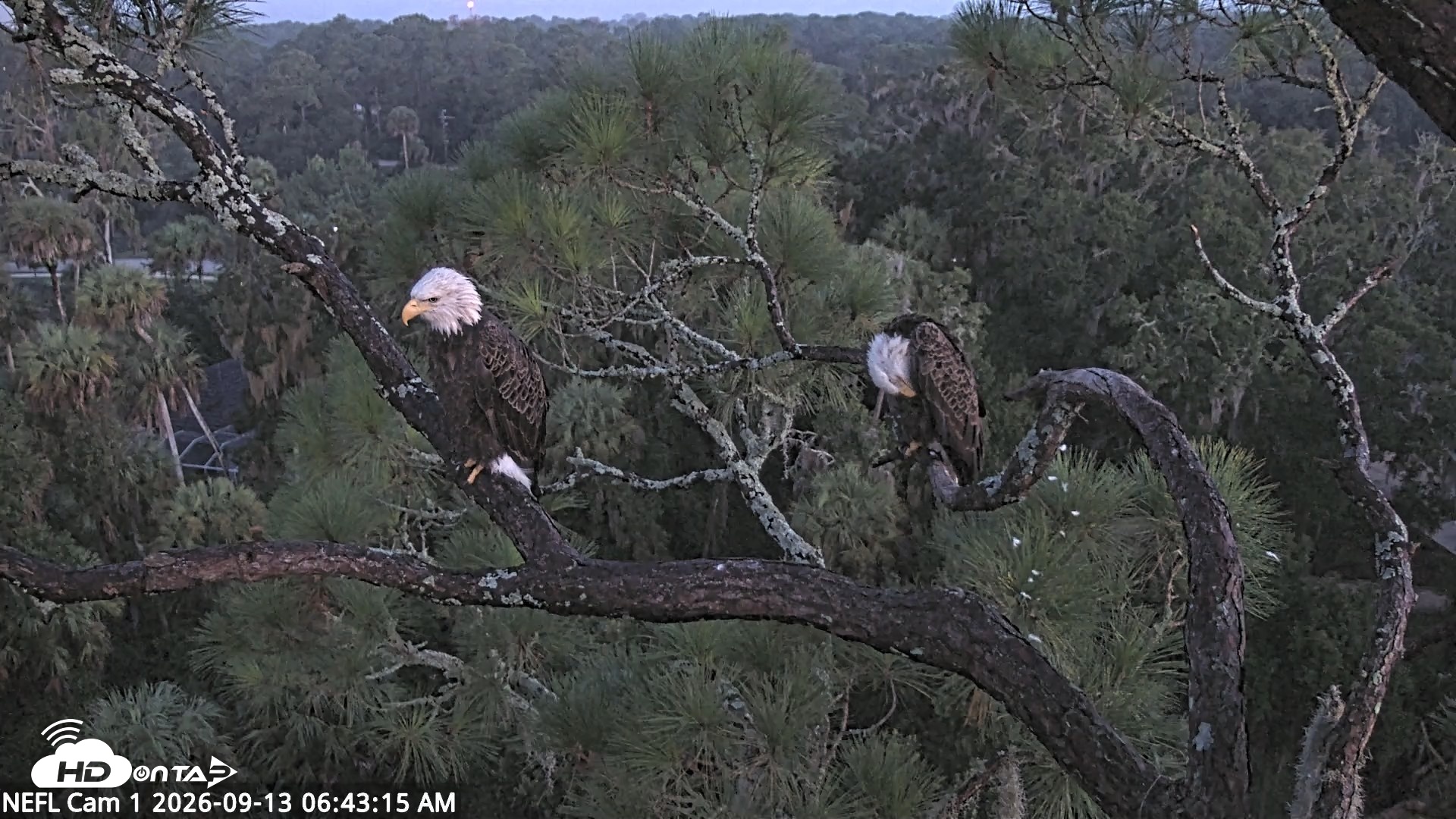 Snapshot of NE Florida Eagles Live Webcam taken Sep 13, 2026, 6:44am EDT