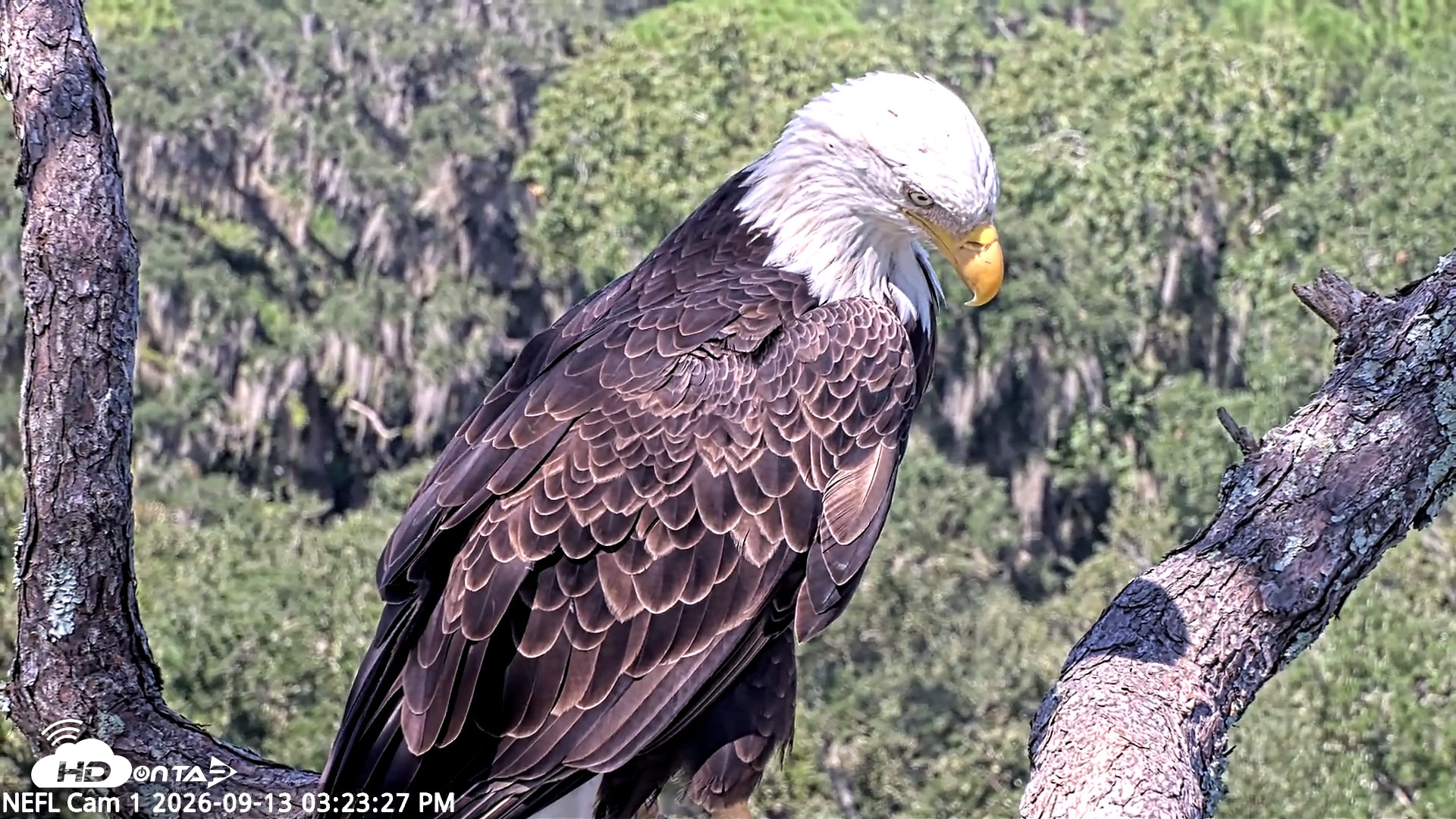Snapshot of NE Florida Eagles Live Webcam taken Sep 13, 2026, 3:24pm EDT