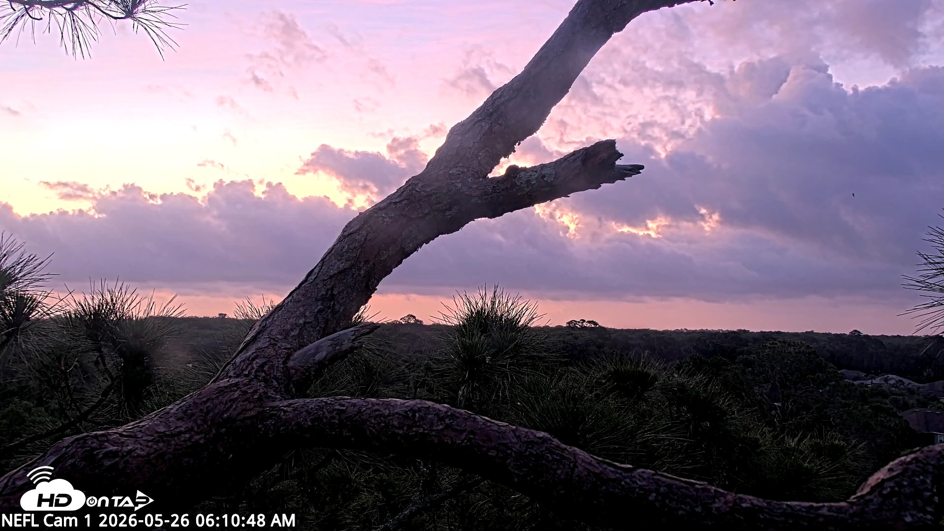 Snapshot of NE Florida Eagles Live Webcam taken May 26, 2026, 6:12am EDT