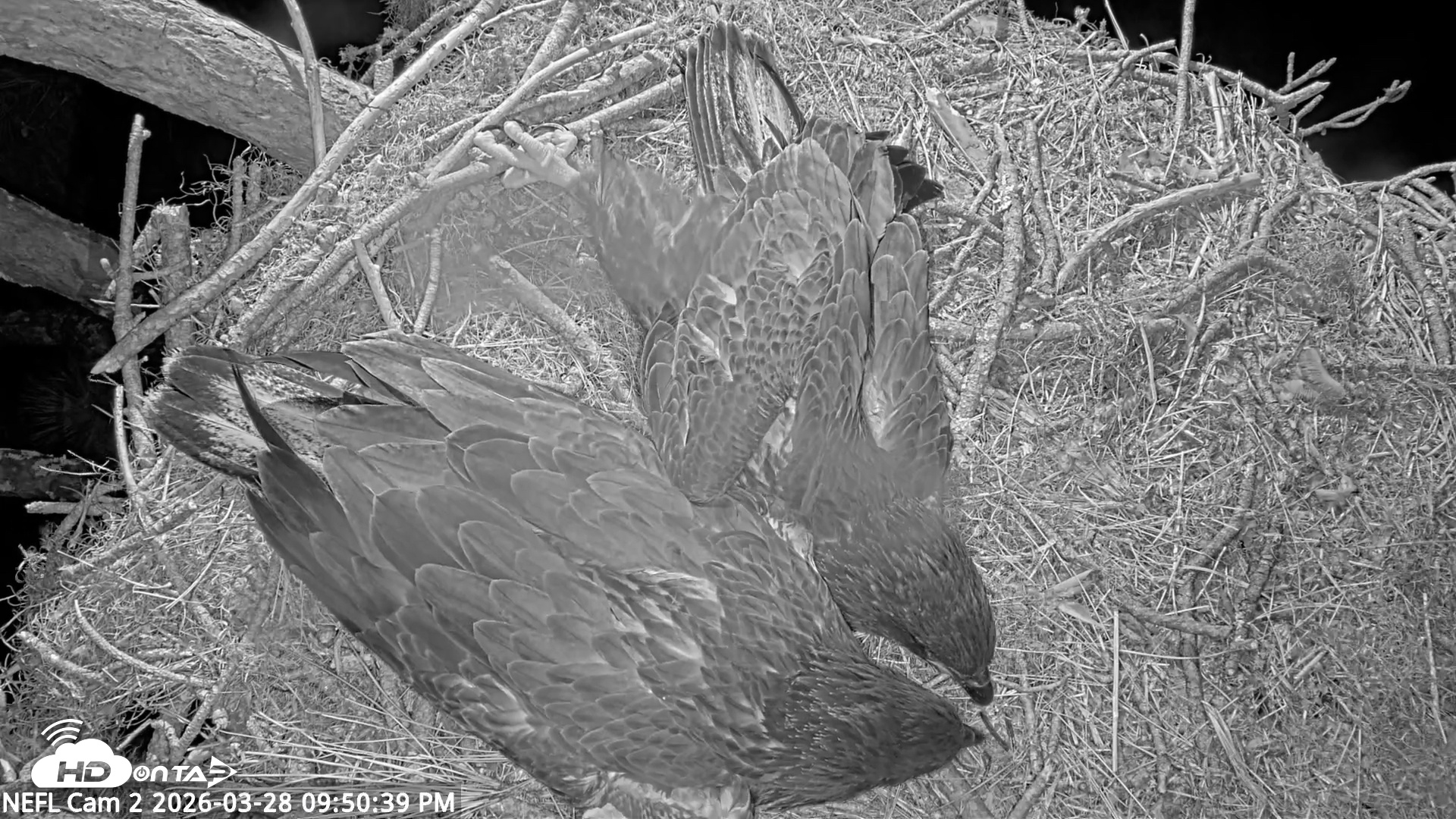Snapshot of NE Florida Eagles Live Webcam taken Mar 28, 2026, 9:51pm EDT