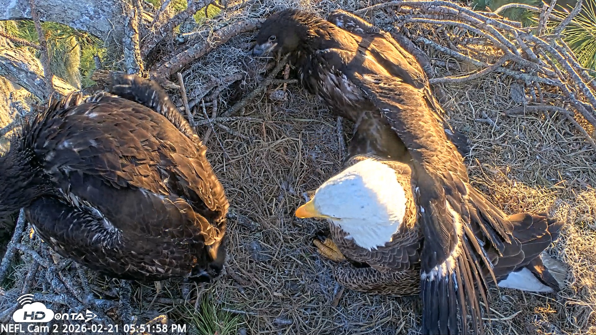 Snapshot of NE Florida Eagles Live Webcam taken Feb 21, 2026, 5:55pm EST