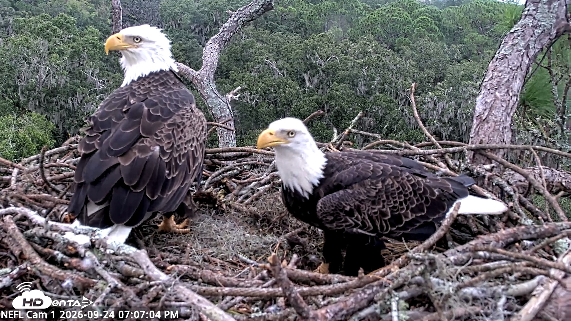 Snapshot of NE Florida Eagles Live Webcam taken Sep 24, 2026, 7:07pm EDT