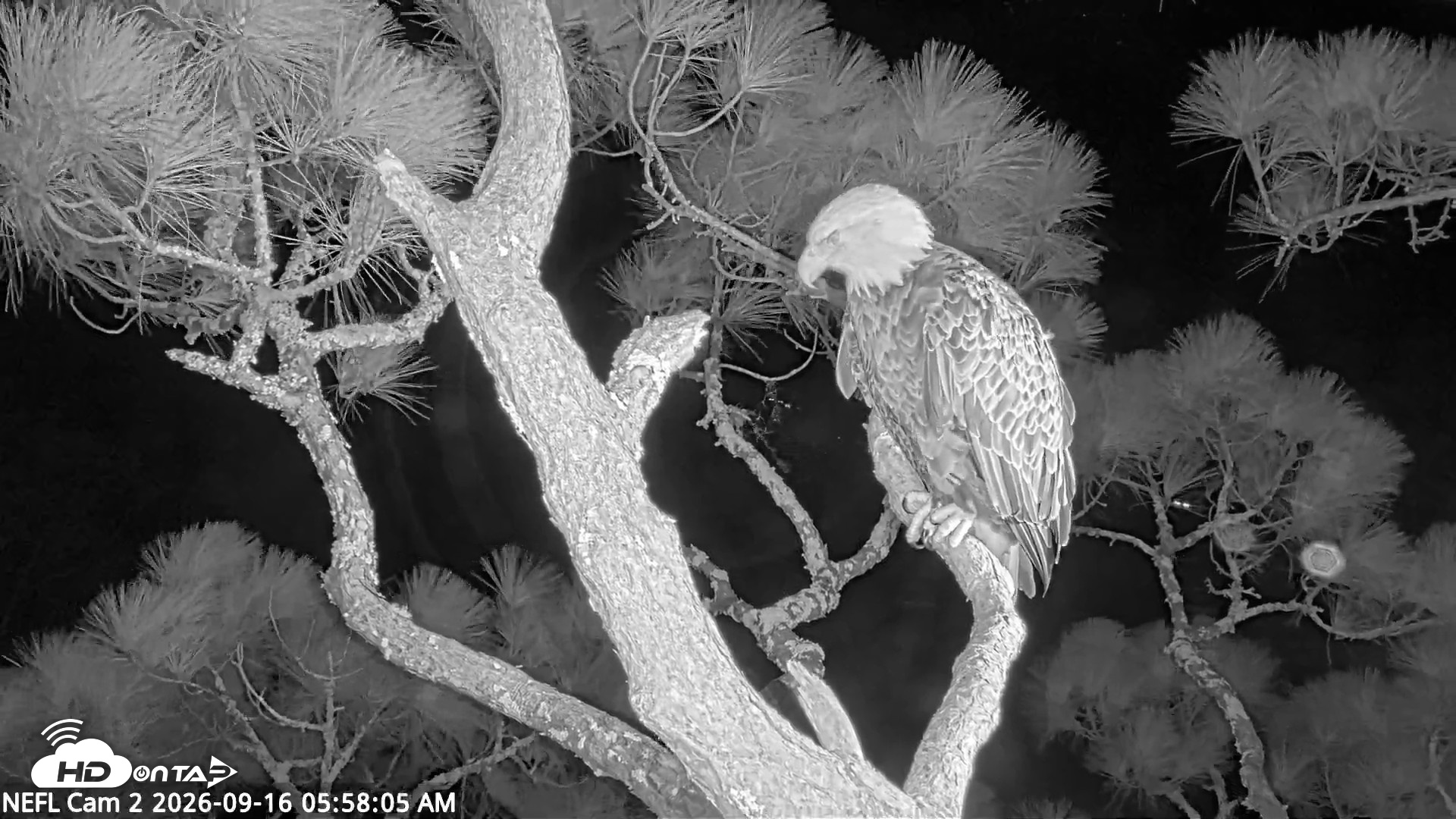 Snapshot of NE Florida Eagles Live Webcam taken Sep 16, 2026, 5:59am EDT