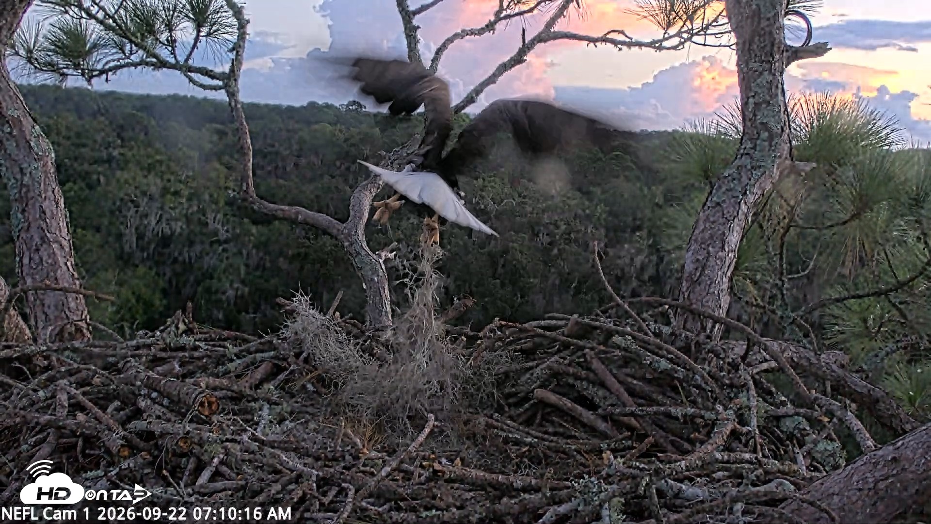 Snapshot of NE Florida Eagles Live Webcam taken Sep 22, 2026, 7:11am EDT
