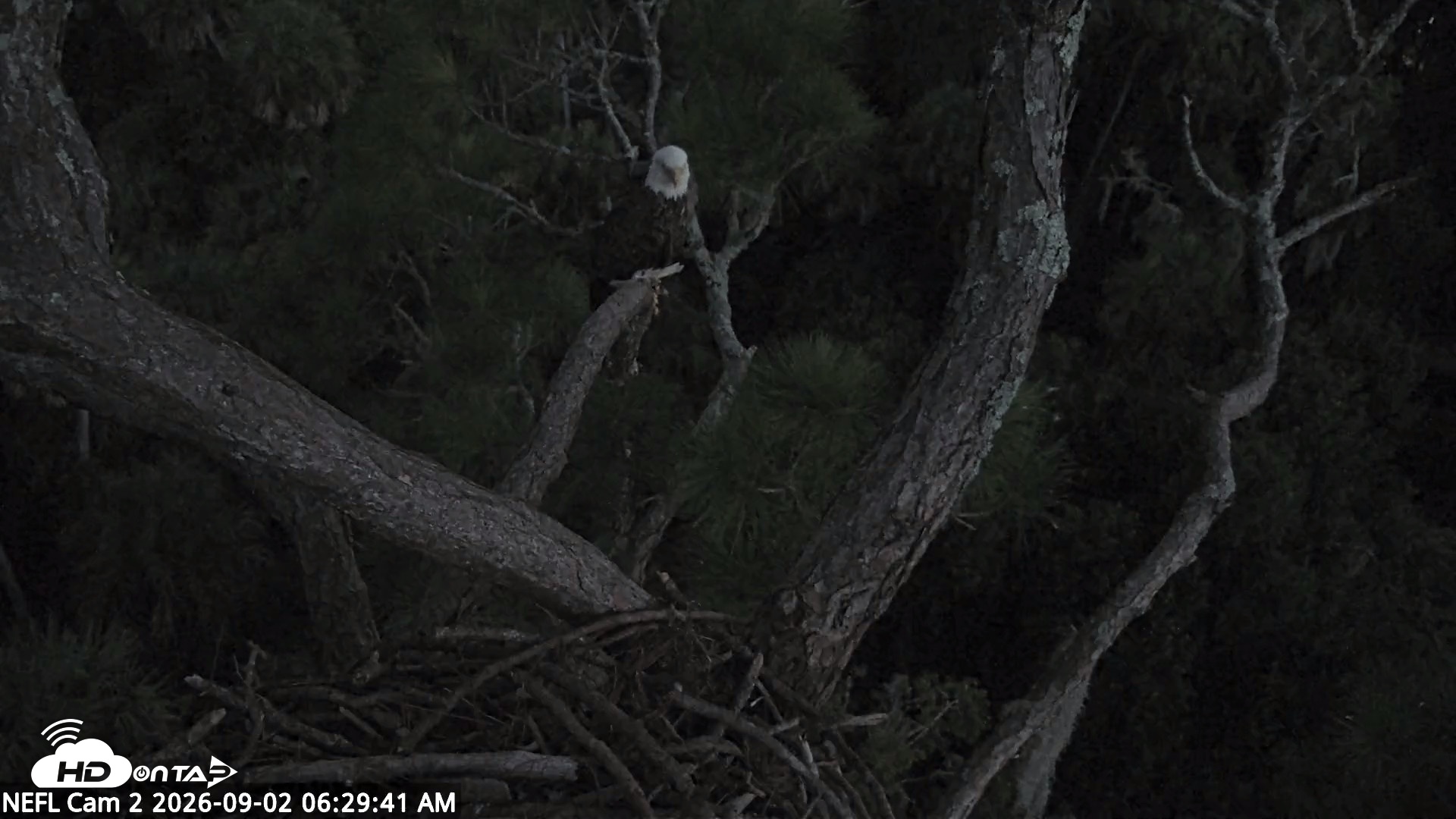 Snapshot of NE Florida Eagles Live Webcam taken Sep 2, 2026, 6:31am EDT