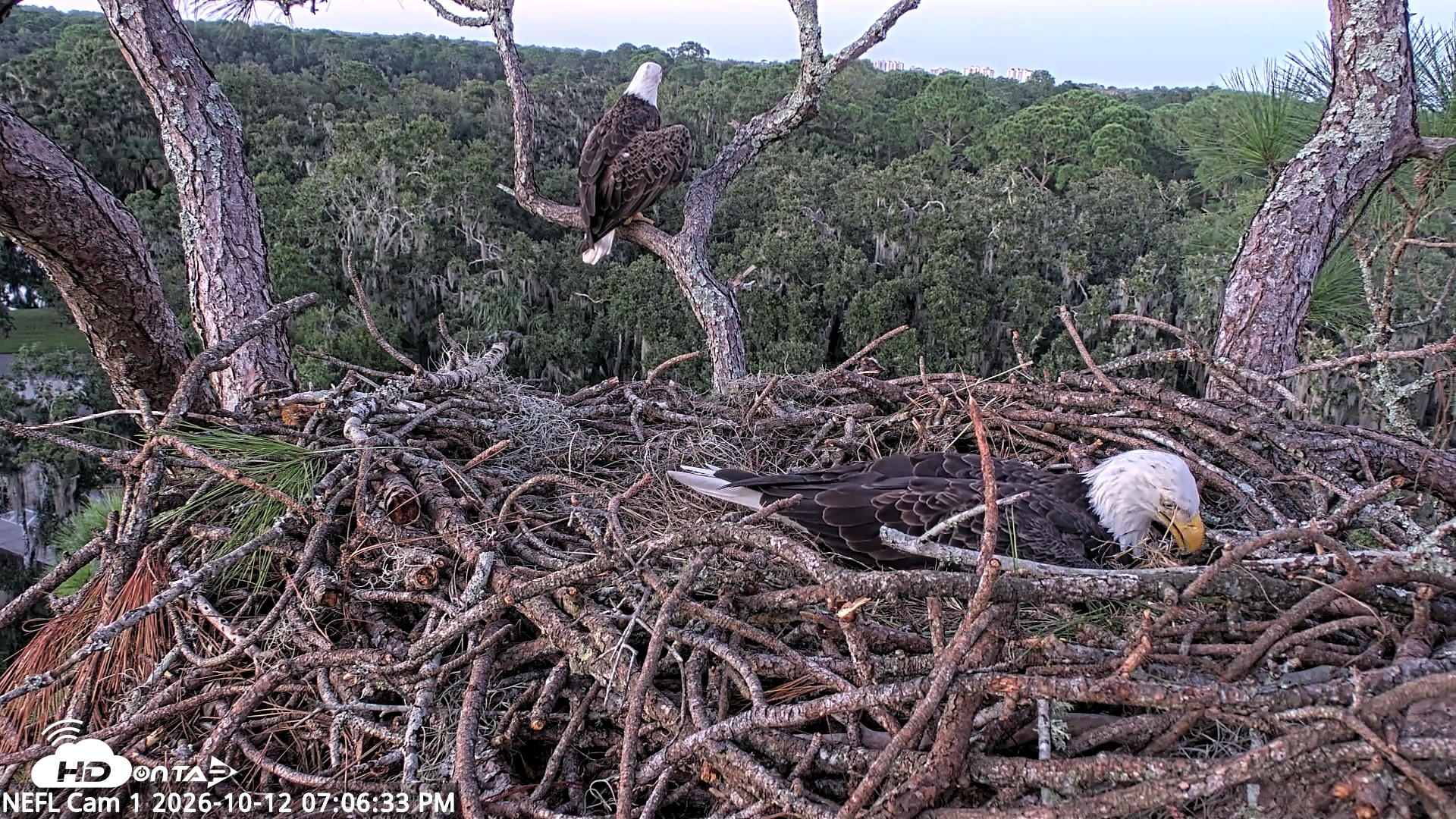 Snapshot of NE Florida Eagles Live Webcam taken Oct 12, 2026, 7:07pm EDT