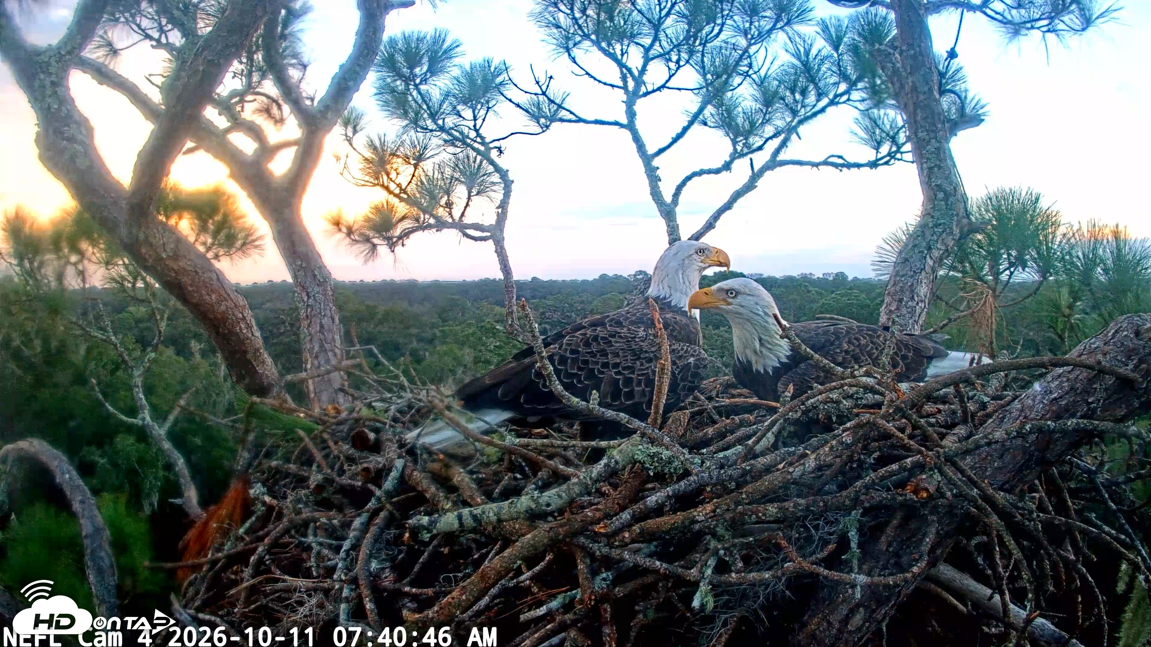 Snapshot of NE Florida Eagles Live Webcam taken Oct 11, 2026, 7:41am EDT