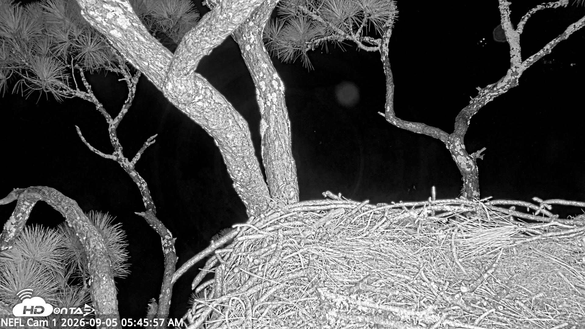 Snapshot of NE Florida Eagles Live Webcam taken Sep 5, 2026, 5:50am EDT