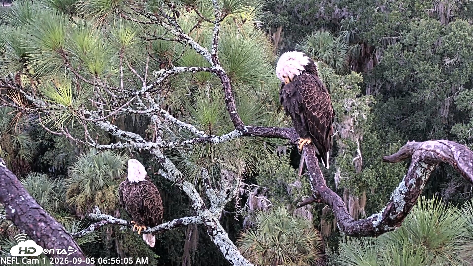 Snapshot of NE Florida Eagles Live Webcam taken Sep 5, 2026, 6:57am EDT