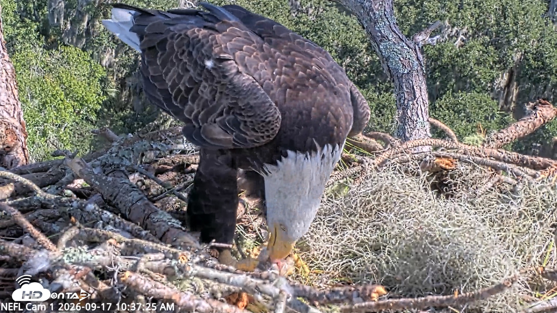 Snapshot of NE Florida Eagles Live Webcam taken Sep 17, 2026, 10:38am EDT