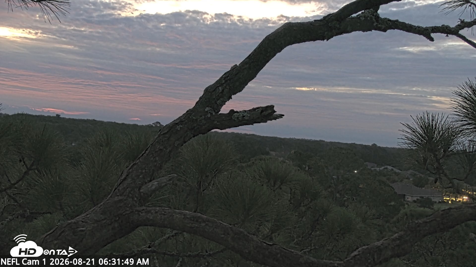 Snapshot of NE Florida Eagles Live Webcam taken Aug 21, 2026, 6:32am EDT