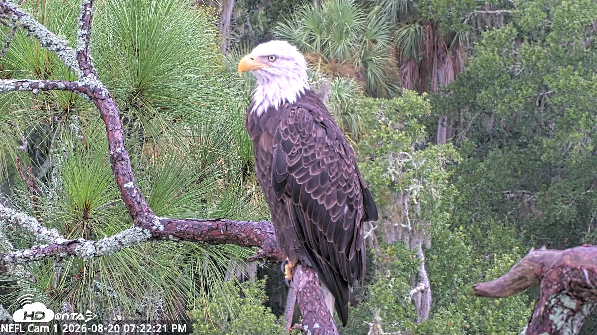 Snapshot of NE Florida Eagles Live Webcam taken Aug 20, 2026, 7:23pm EDT
