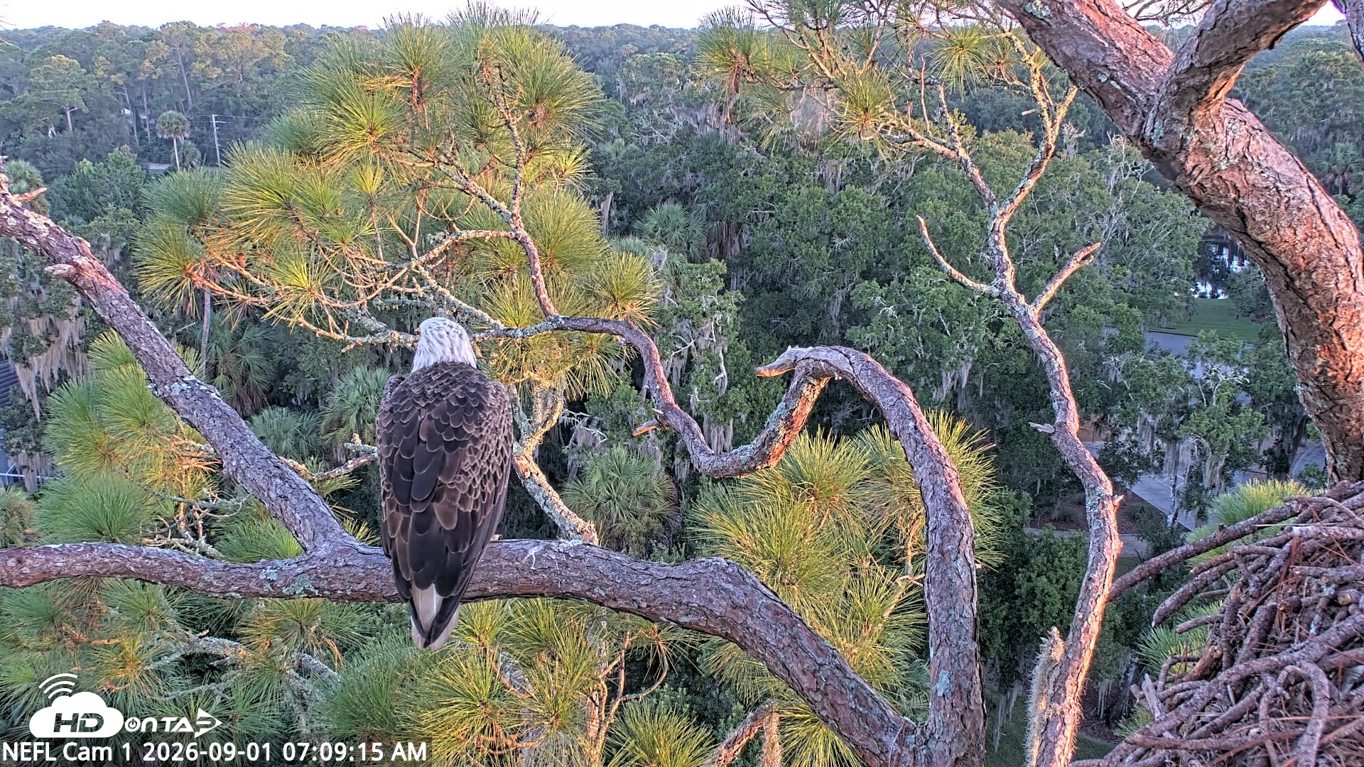 Snapshot of NE Florida Eagles Live Webcam taken Sep 1, 2026, 7:10am EDT