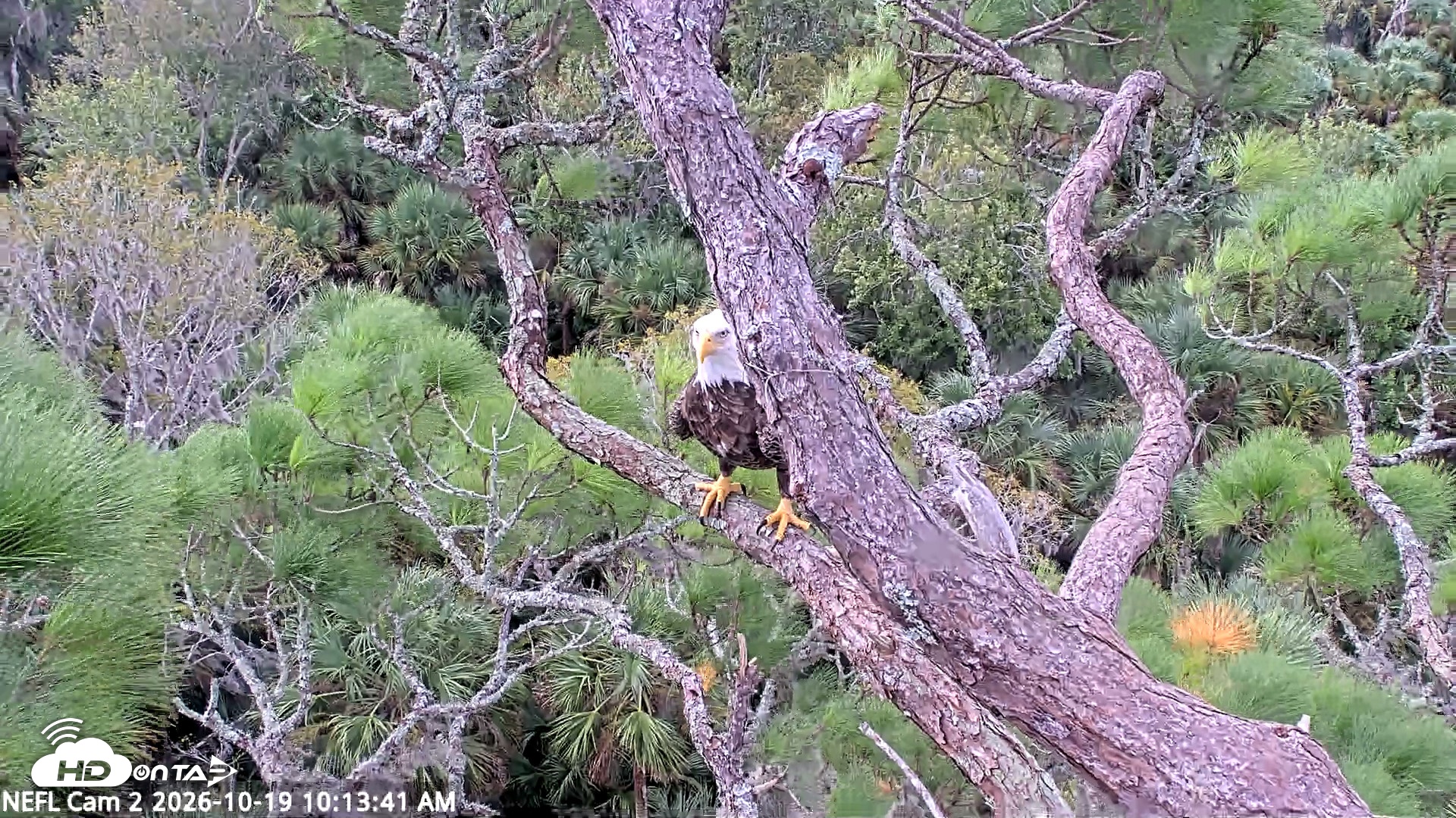 Snapshot of NE Florida Eagles Live Webcam taken Oct 19, 2026, 10:14am EDT