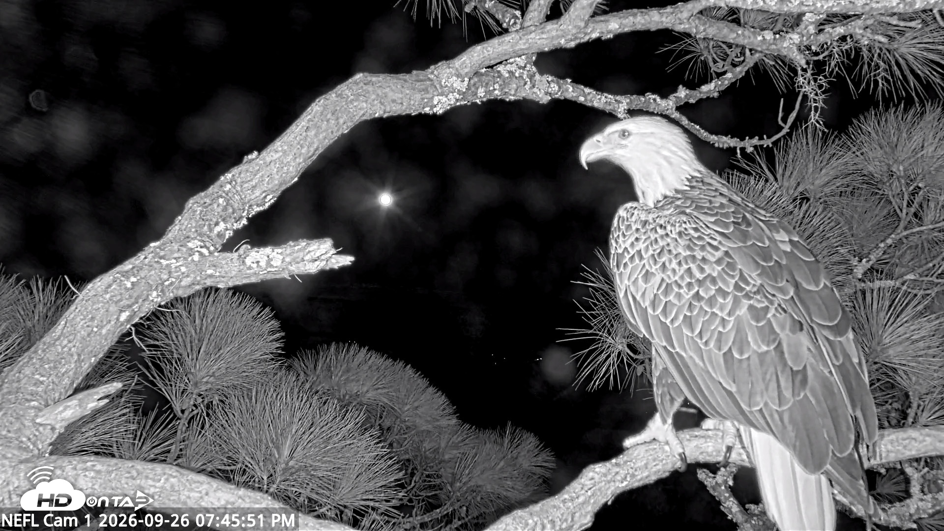 Snapshot of NE Florida Eagles Live Webcam taken Sep 26, 2026, 7:46pm EDT
