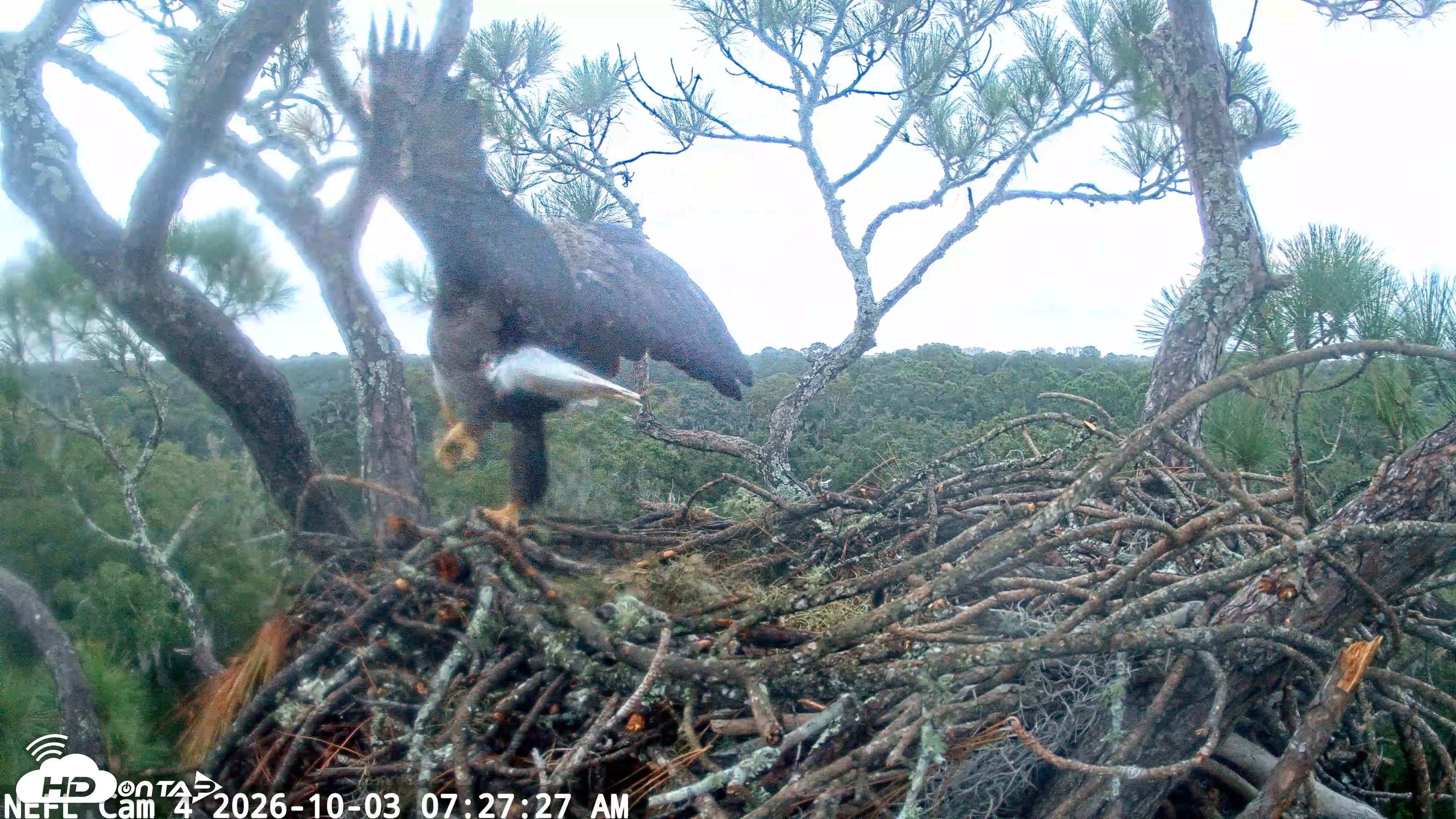 Snapshot of NE Florida Eagles Live Webcam taken Oct 3, 2026, 7:28am EDT