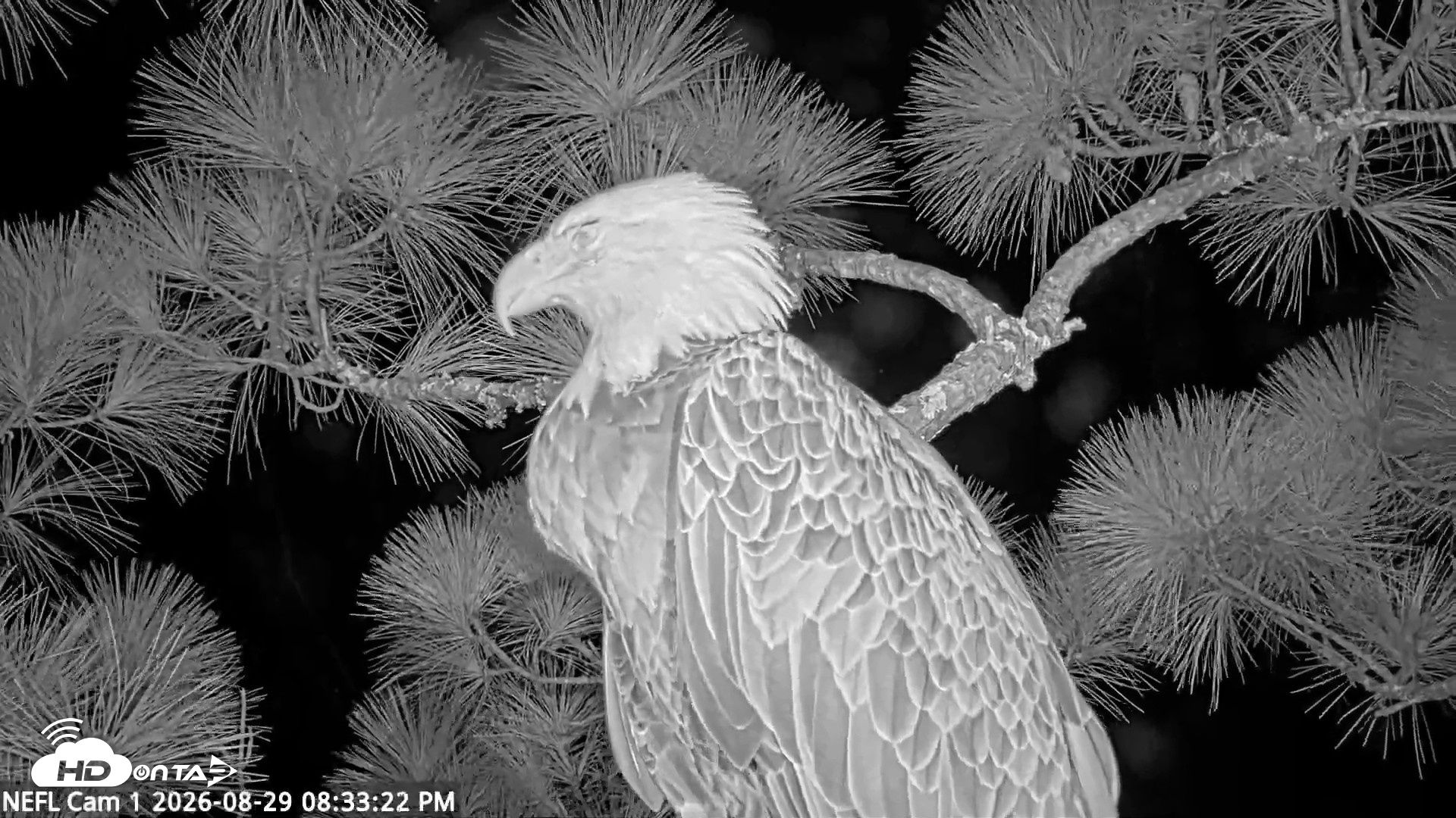 Snapshot of NE Florida Eagles Live Webcam taken Aug 29, 2026, 8:34pm EDT