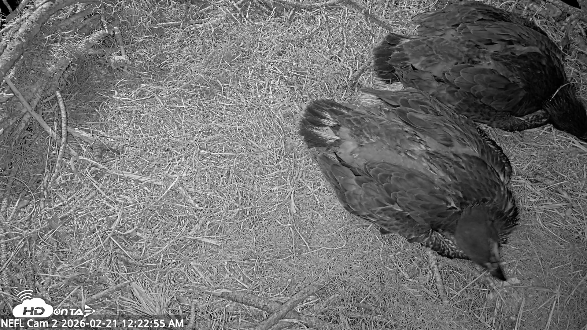 Snapshot of NE Florida Eagles Live Webcam taken Feb 21, 2026, 12:23am EST