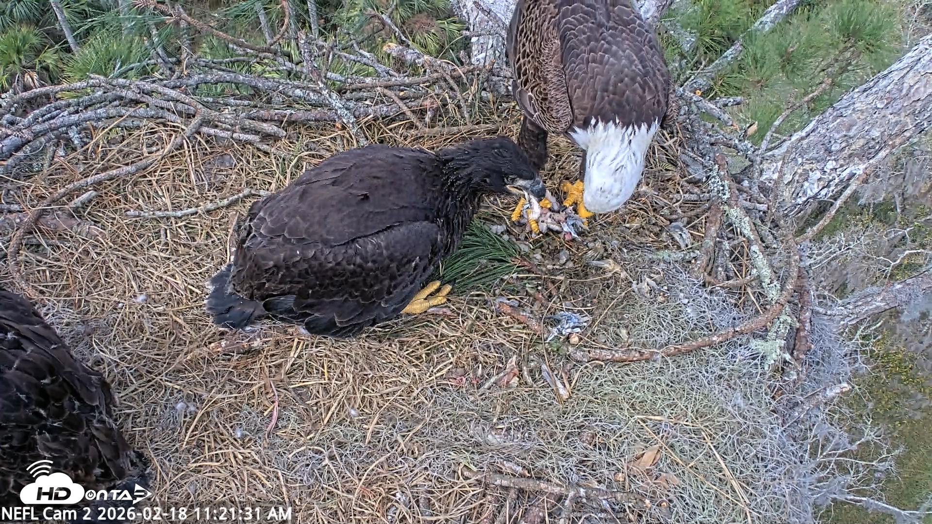 Snapshot of NE Florida Eagles Live Webcam taken Feb 18, 2026, 11:22am EST
