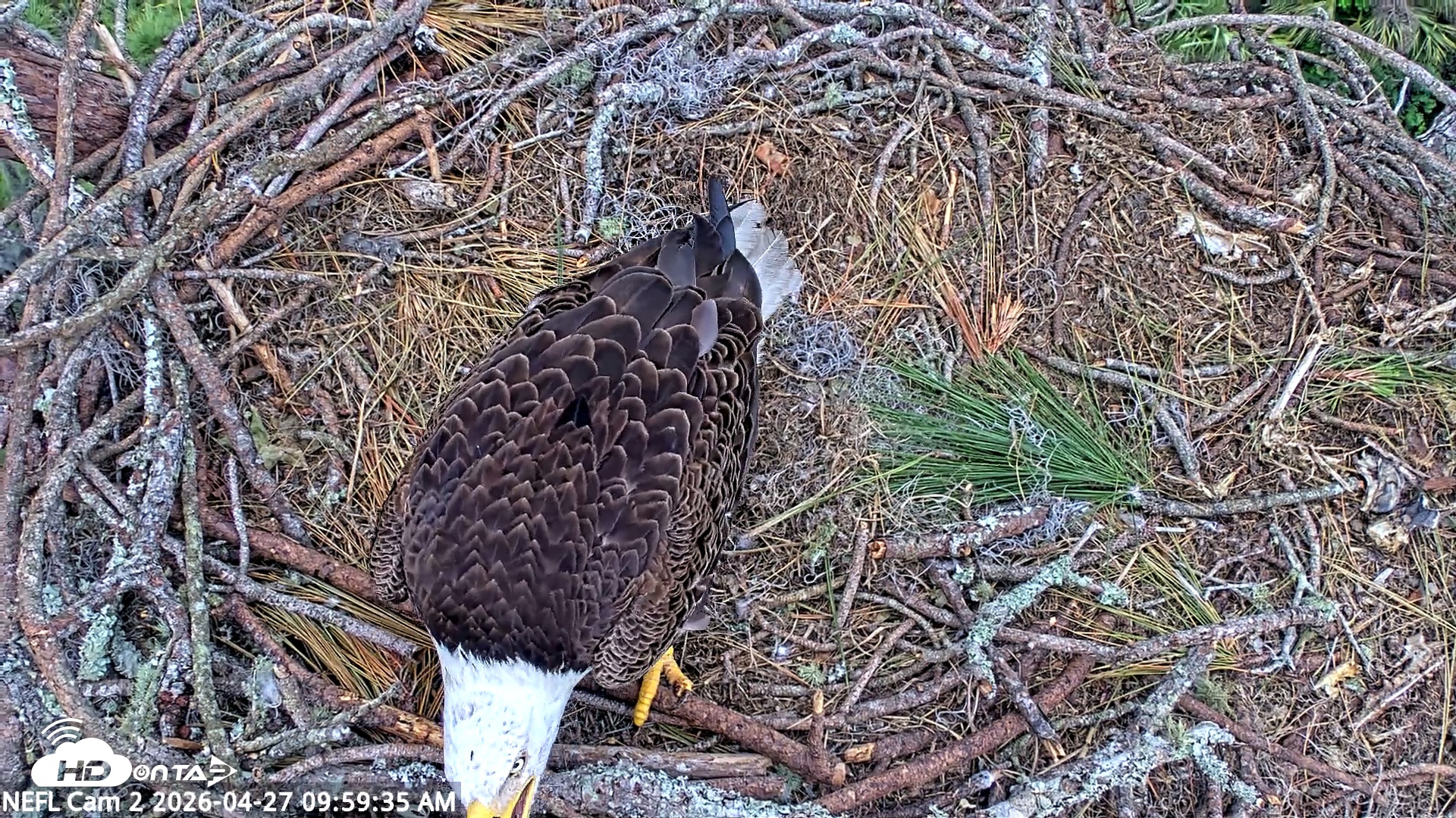 Snapshot of NE Florida Eagles Live Webcam taken Apr 27, 2026, 10:00am EDT