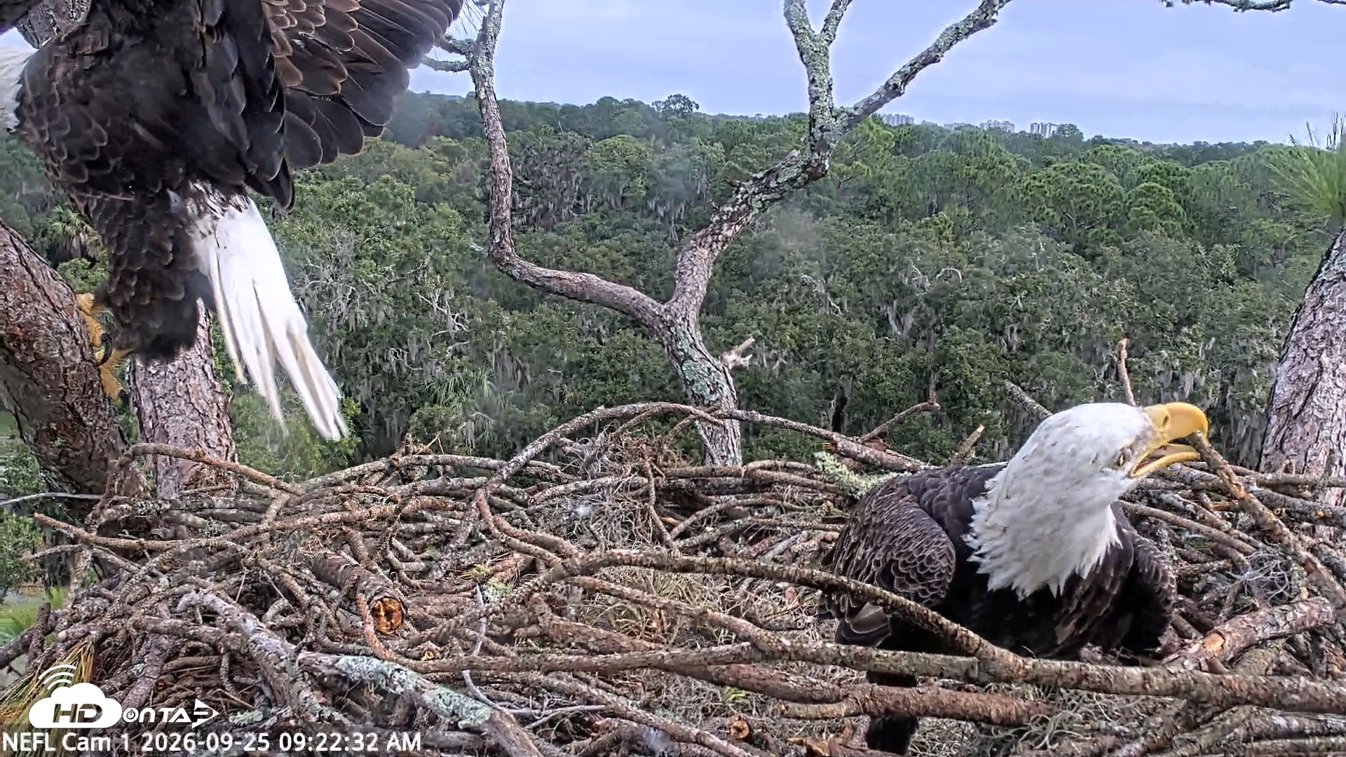Snapshot of NE Florida Eagles Live Webcam taken Sep 25, 2026, 9:23am EDT