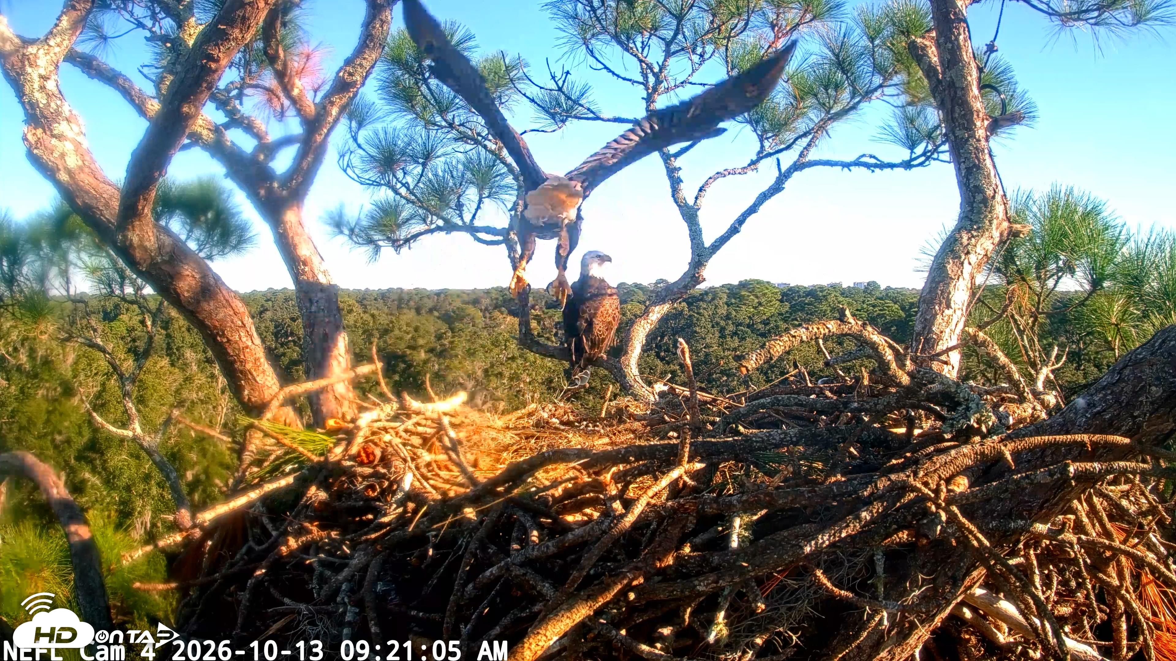 Snapshot of NE Florida Eagles Live Webcam taken Oct 13, 2026, 9:22am EDT
