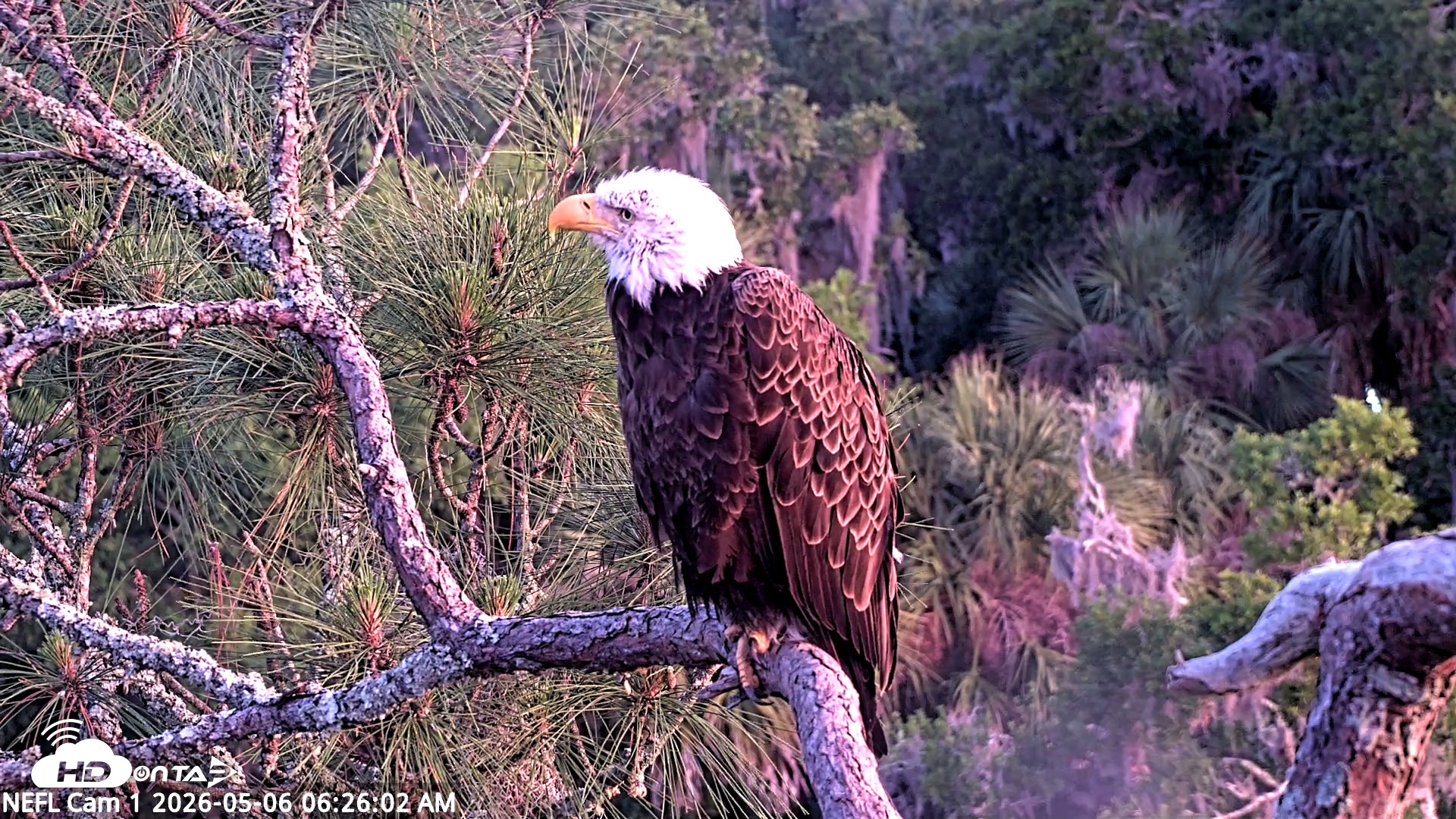 Snapshot of NE Florida Eagles Live Webcam taken May 6, 2026, 6:28am EDT