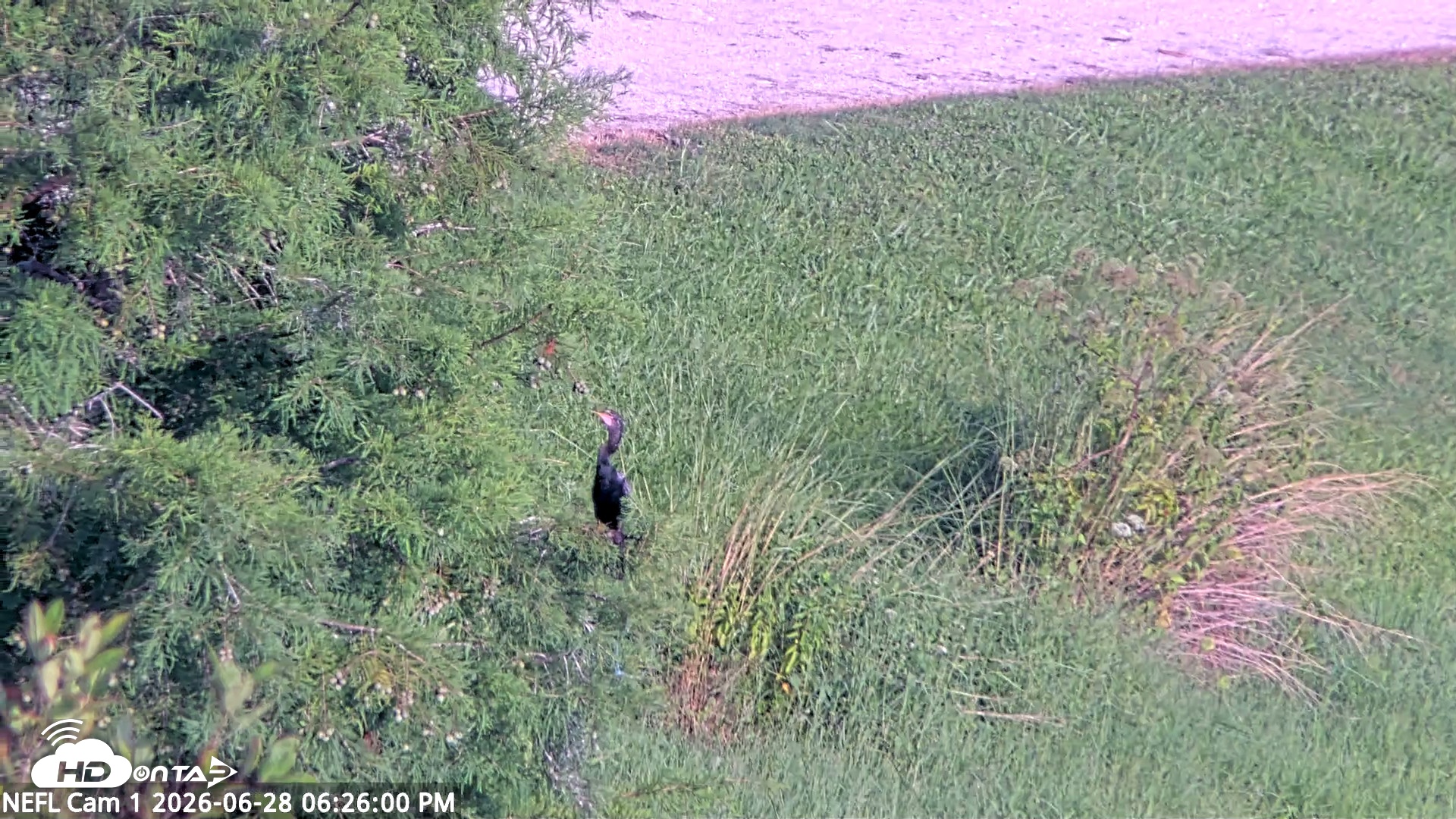 Snapshot of NE Florida Eagles Live Webcam taken Jun 28, 2026, 6:26pm EDT