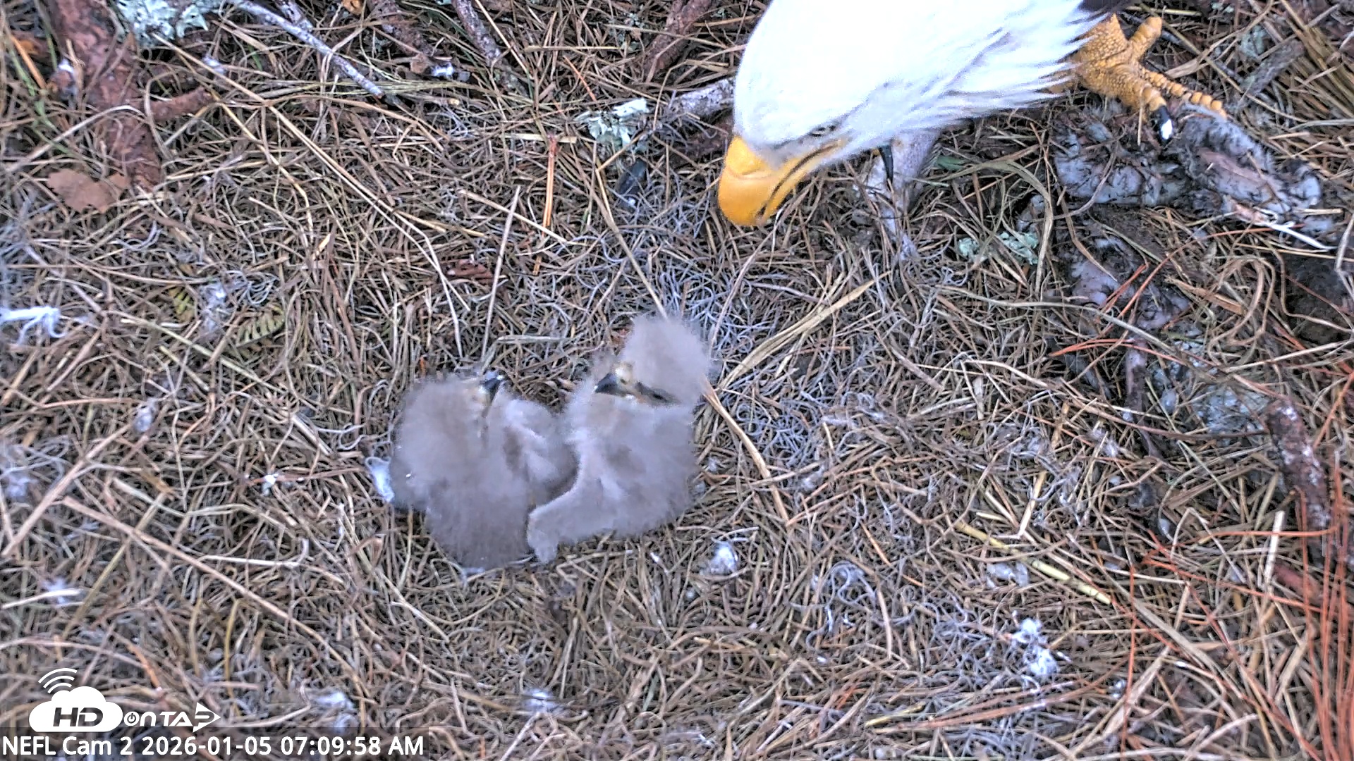 Snapshot of NE Florida Eagles Live Webcam taken Jan 5, 2026, 7:10am EST