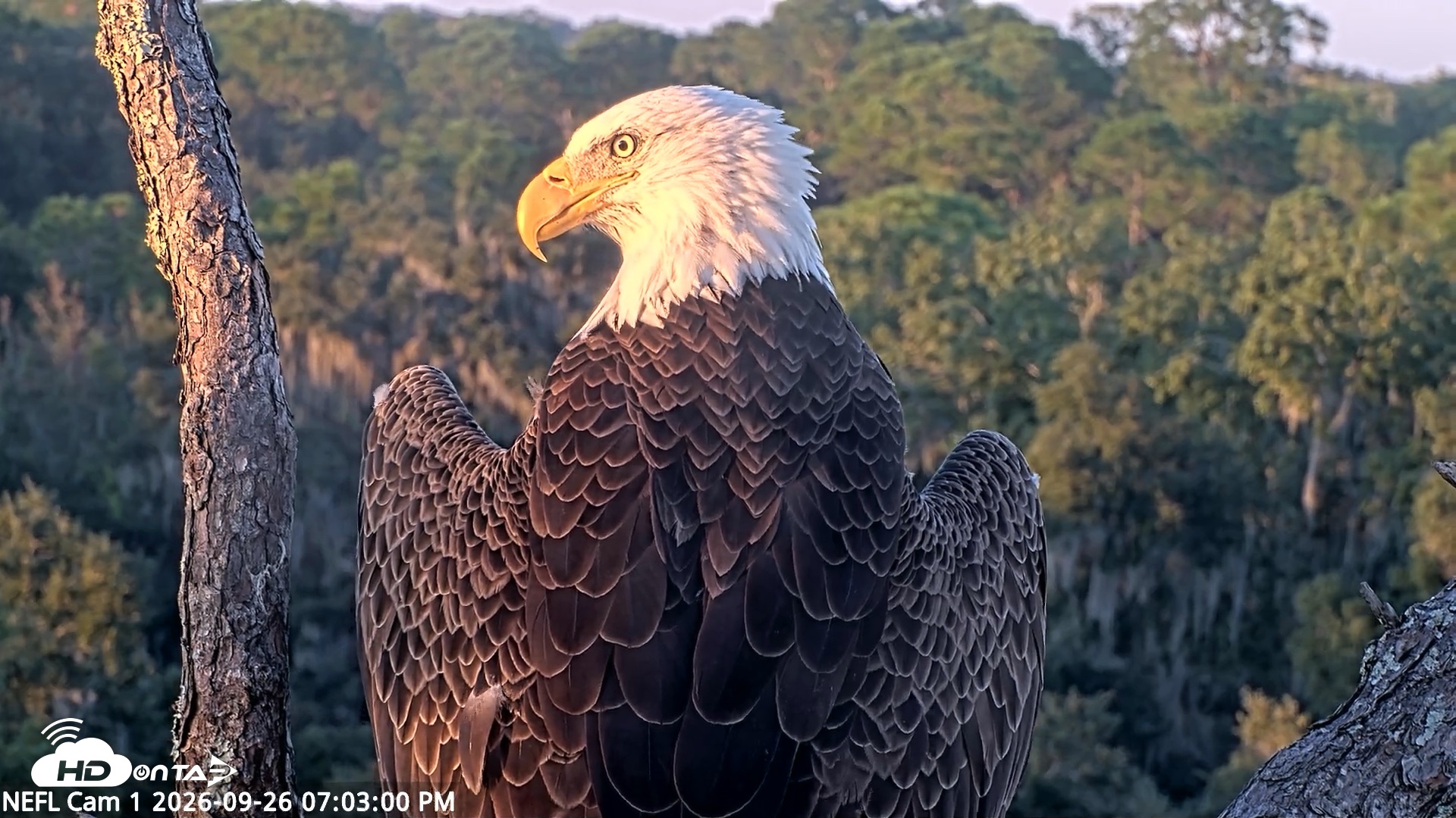 Snapshot of NE Florida Eagles Live Webcam taken Sep 26, 2026, 7:03pm EDT