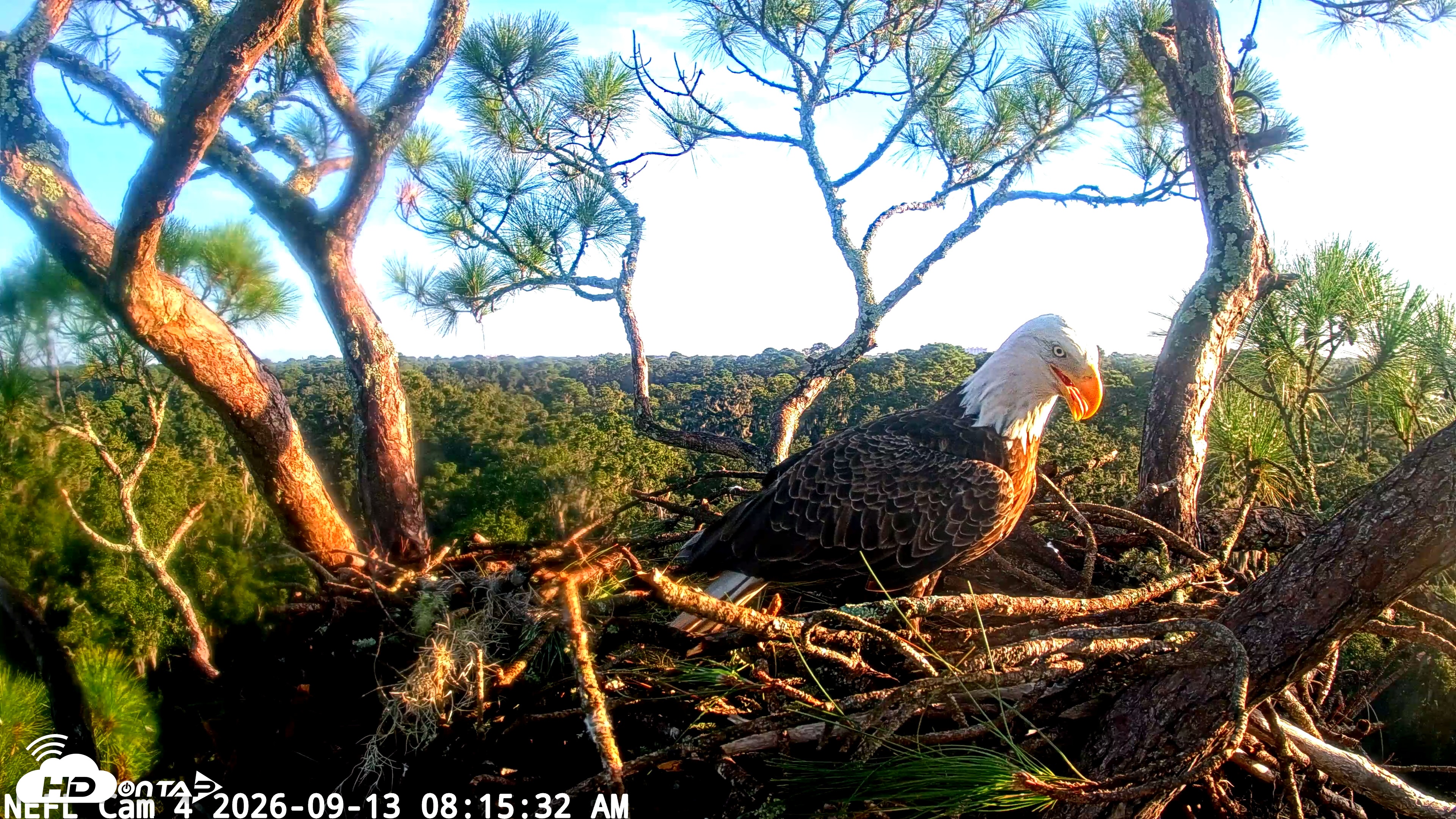Snapshot of NE Florida Eagles Live Webcam taken Sep 13, 2026, 8:16am EDT