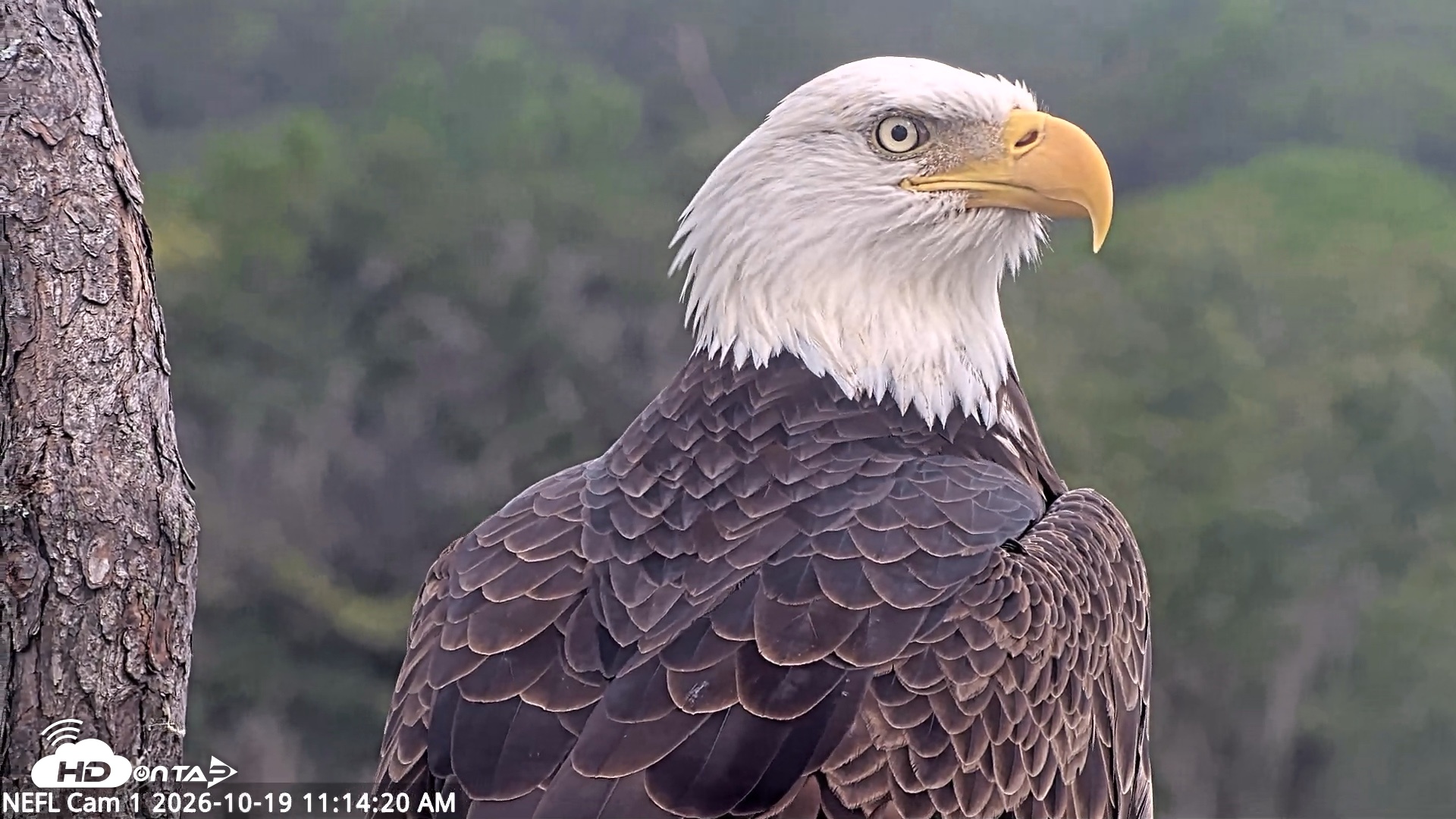Snapshot of NE Florida Eagles Live Webcam taken Oct 19, 2026, 11:15am EDT