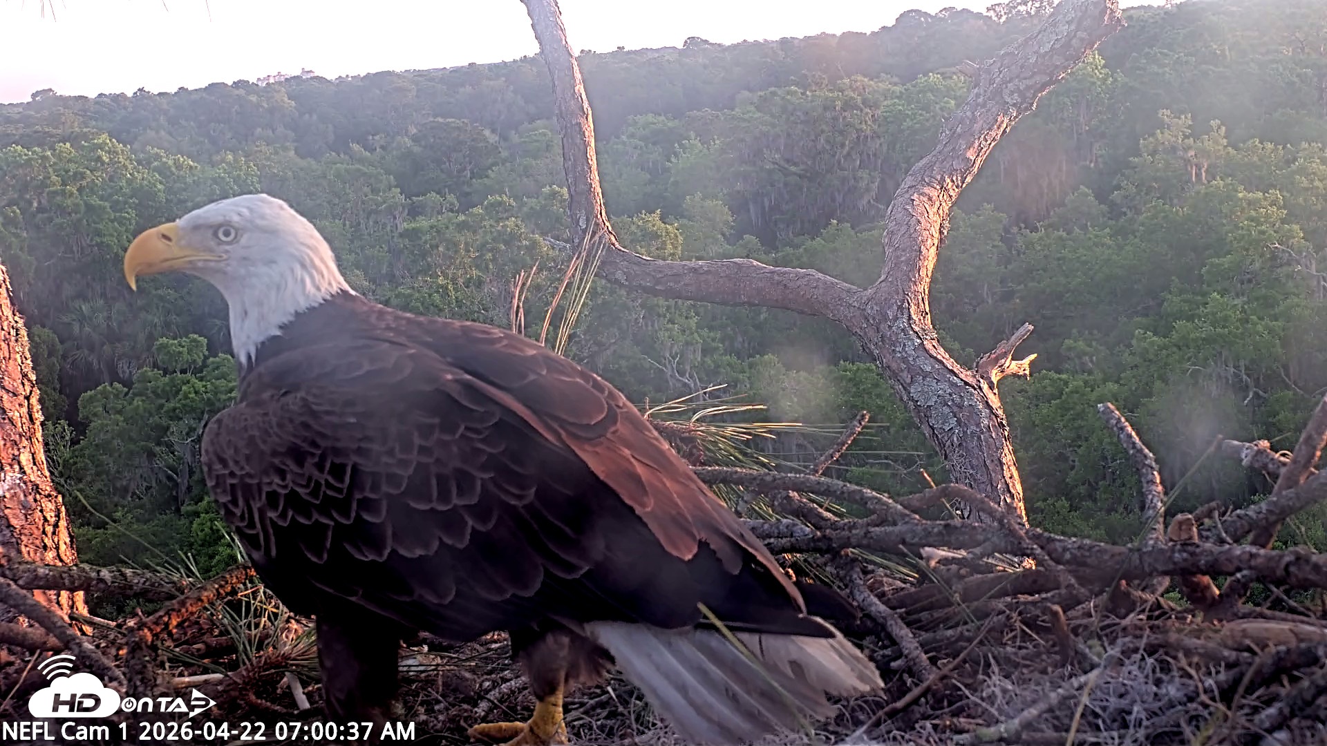 Snapshot of NE Florida Eagles Live Webcam taken Apr 22, 2026, 7:01am EDT