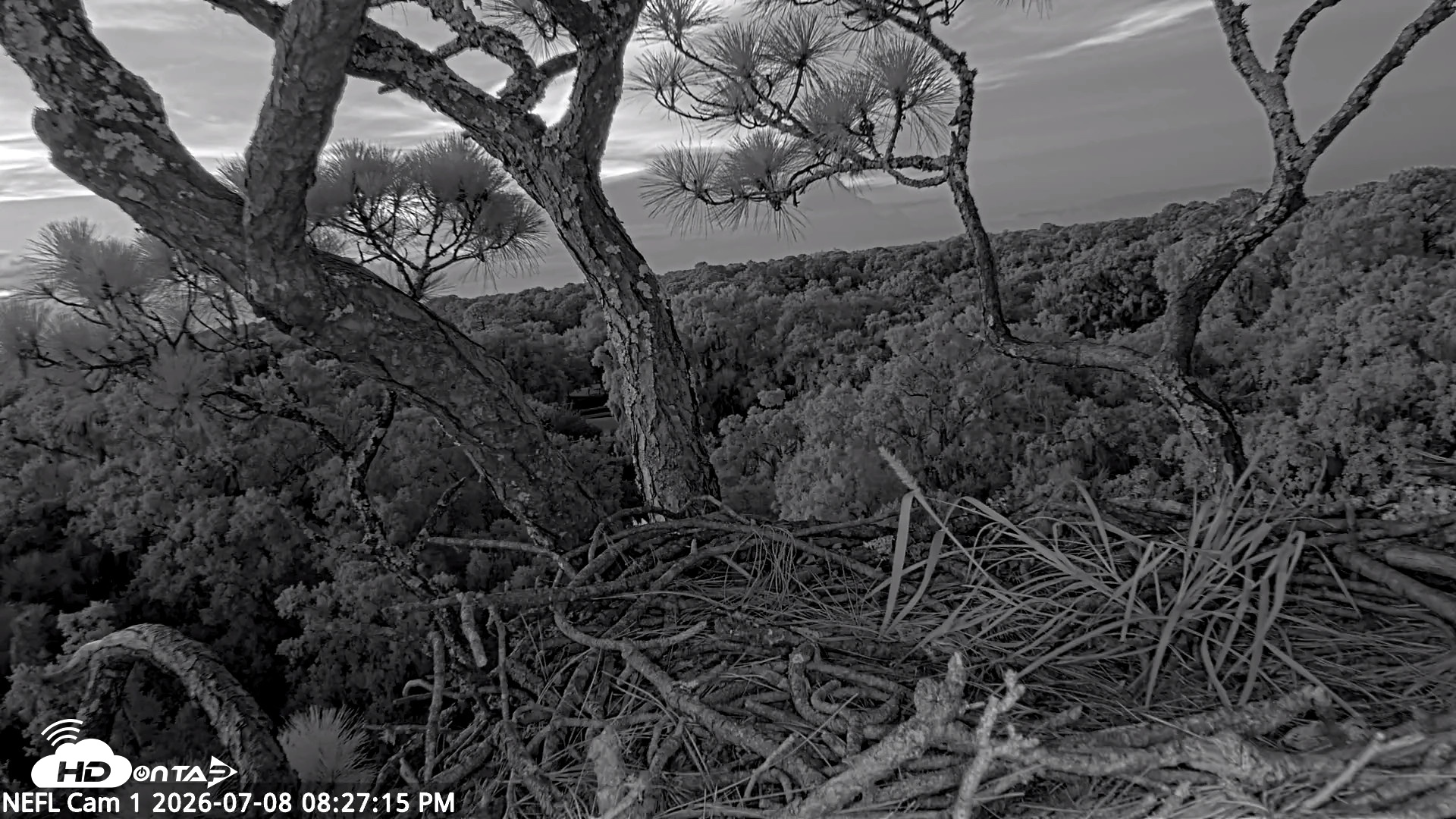 Snapshot of NE Florida Eagles Live Webcam taken Jul 8, 2026, 8:28pm EDT