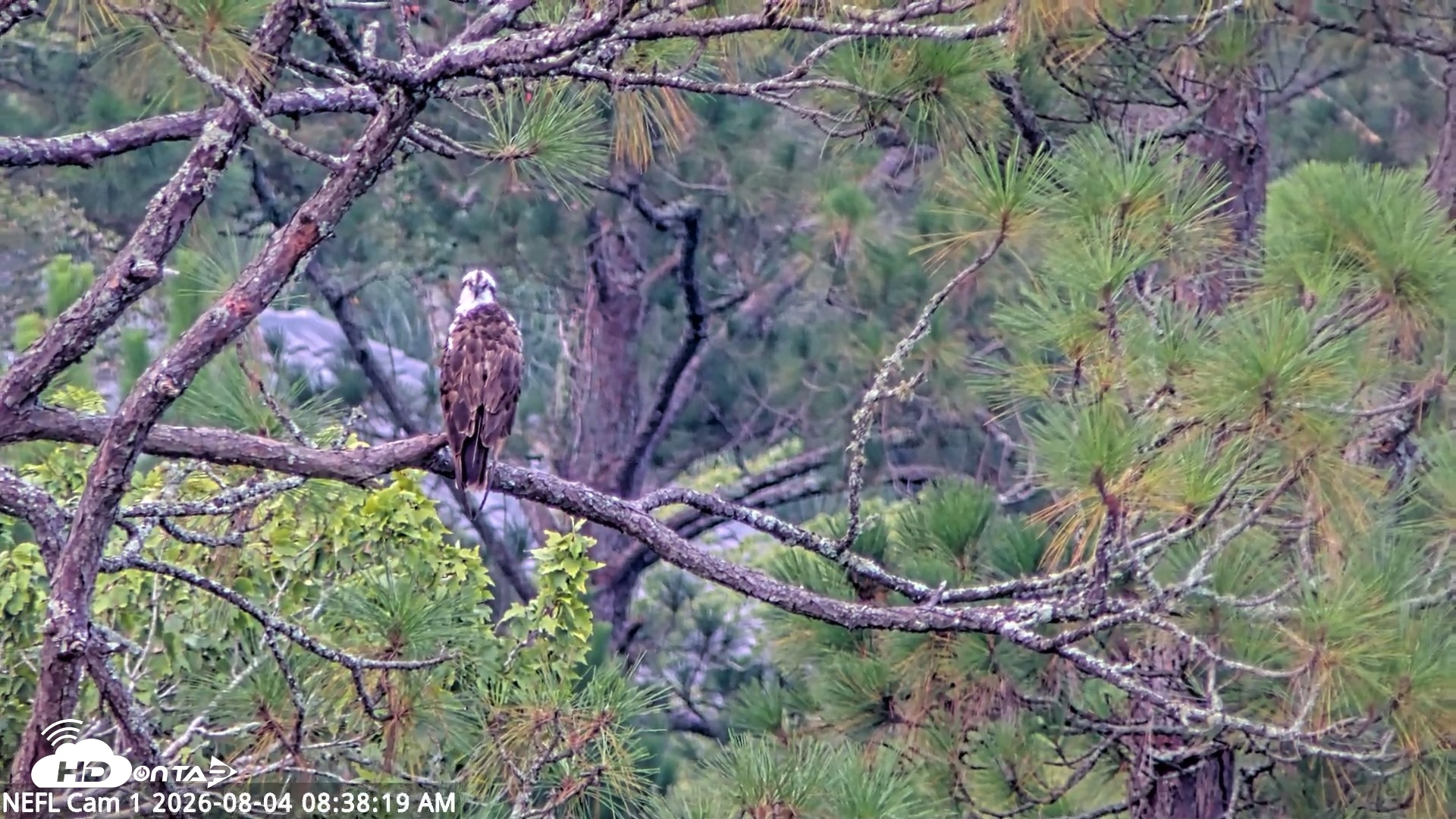 Snapshot of NE Florida Eagles Live Webcam taken Aug 4, 2026, 8:39am EDT