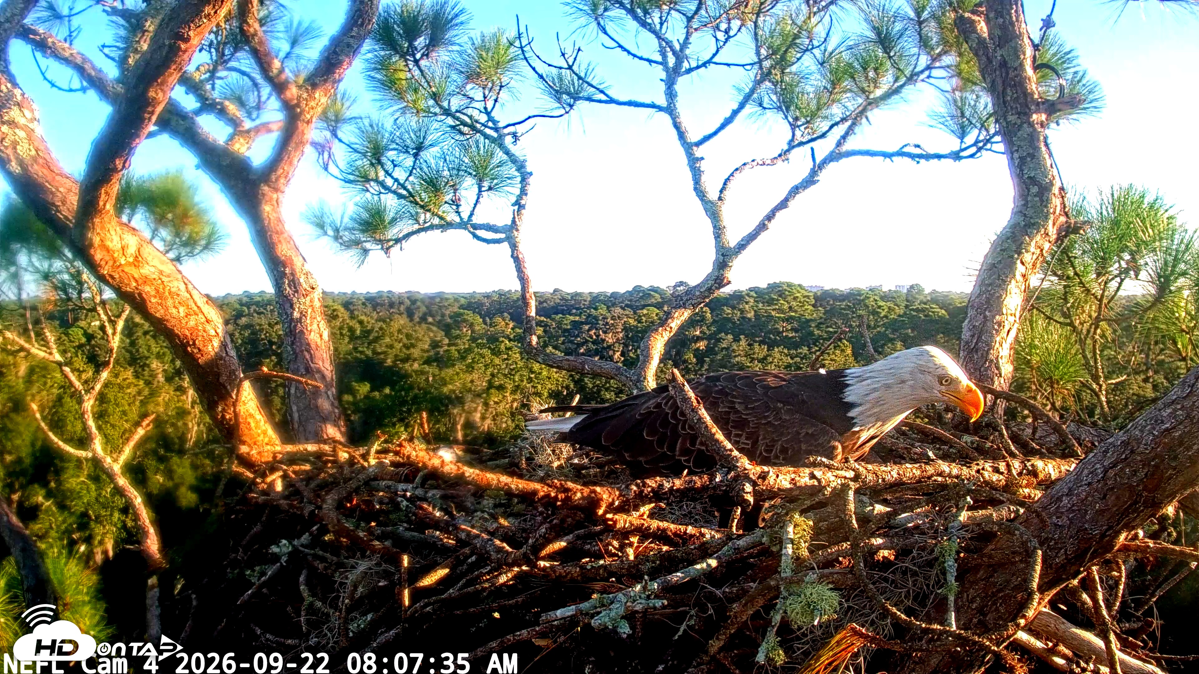 Snapshot of NE Florida Eagles Live Webcam taken Sep 22, 2026, 8:08am EDT